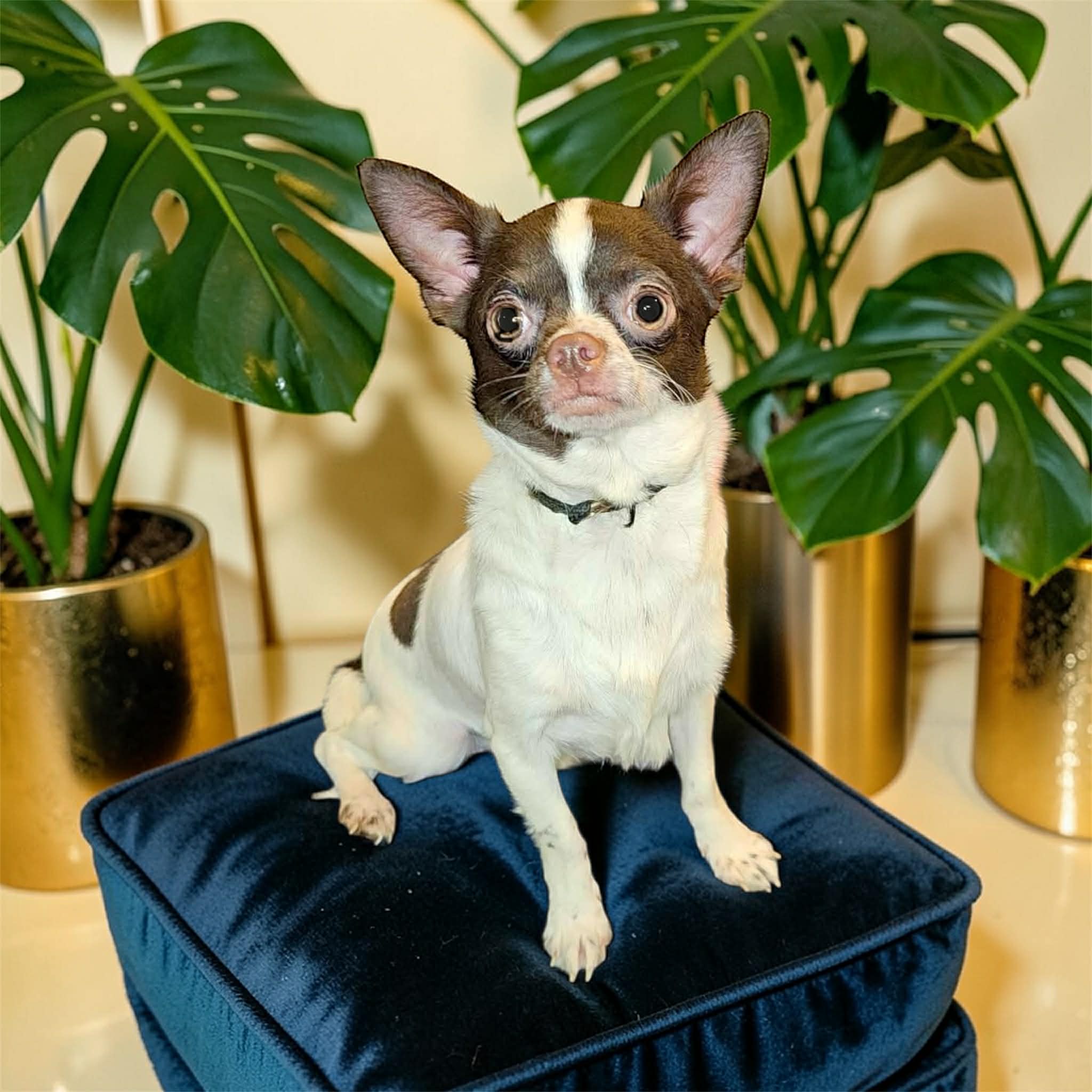 Scamp – Chihuahua puppy for sale in Clover, SC