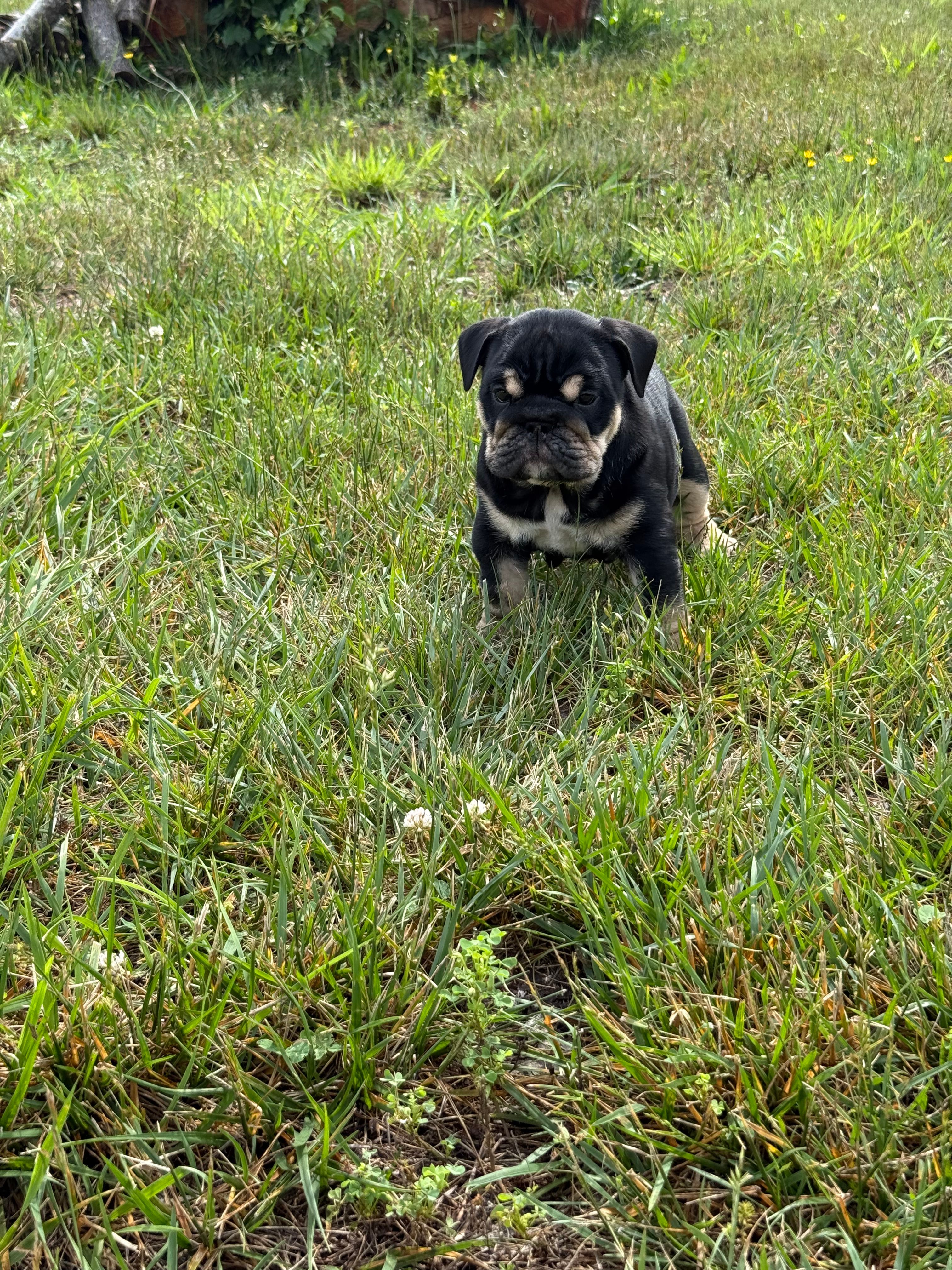 Luna – English Bulldog puppy for sale in Mooresboro, NC