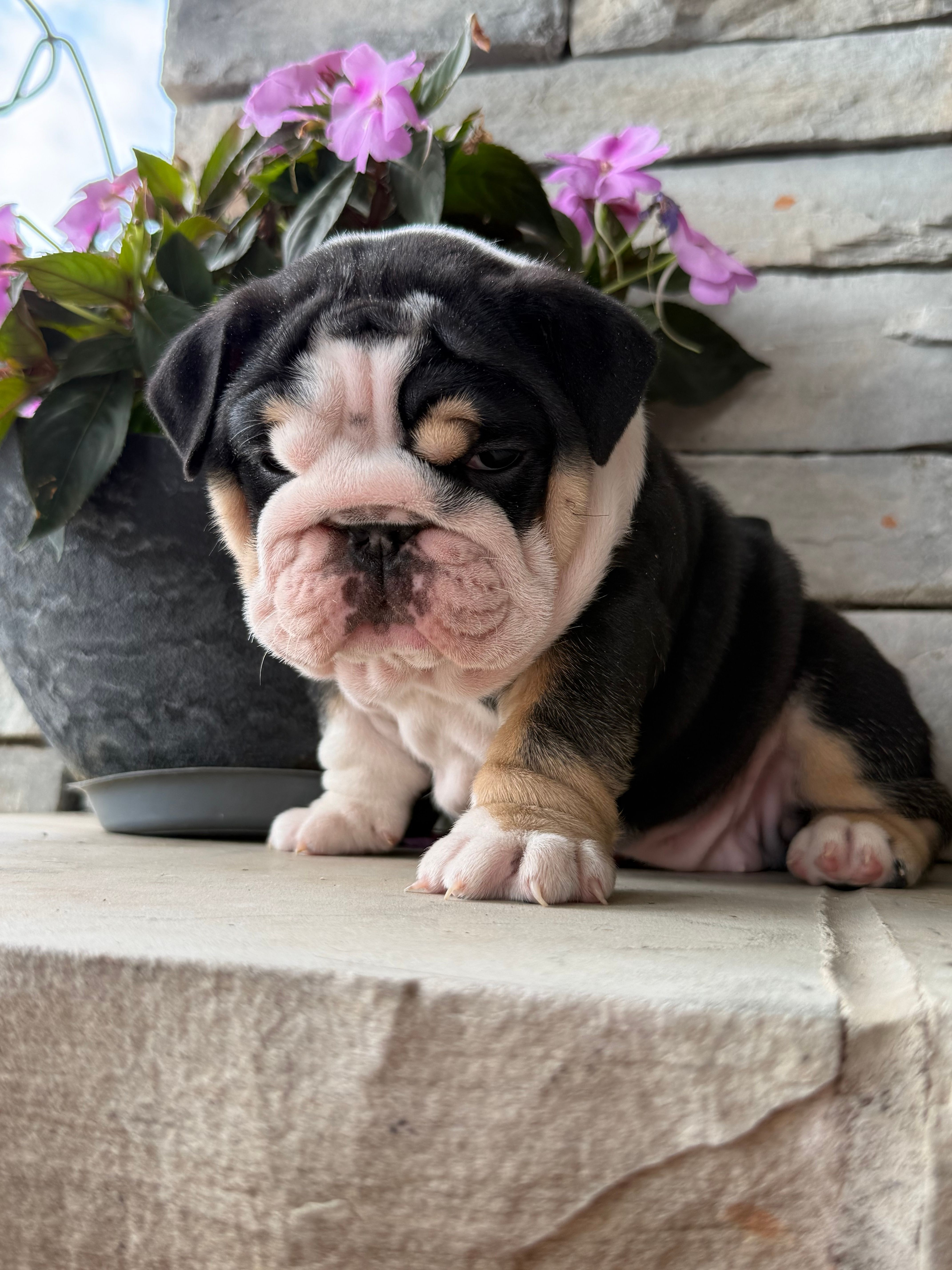 Luna – English Bulldog puppy for sale in Mooresboro, NC