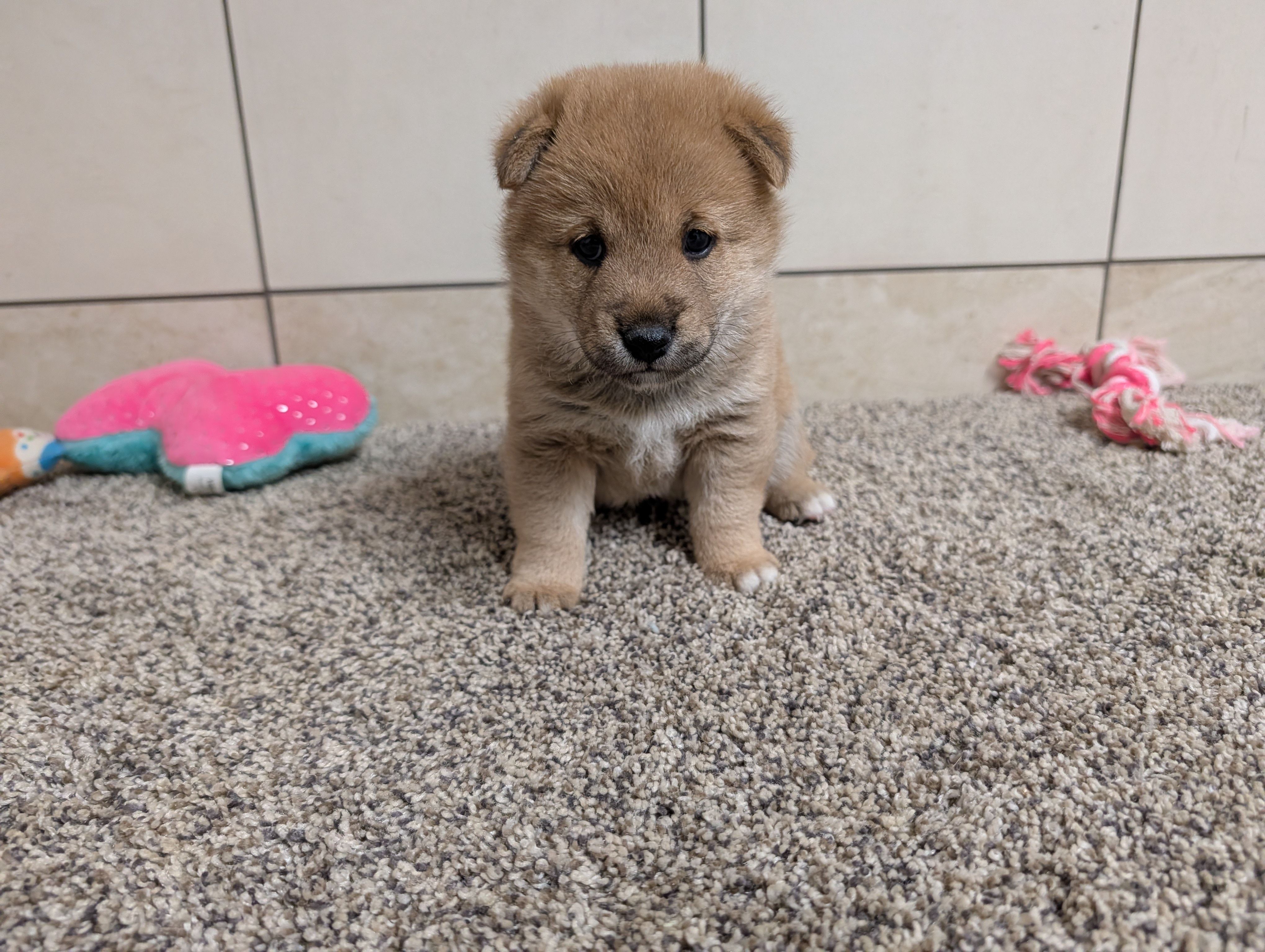 Jason , a male Shiba Inu for sale in Montgomery, IN – Photo 3 of 5