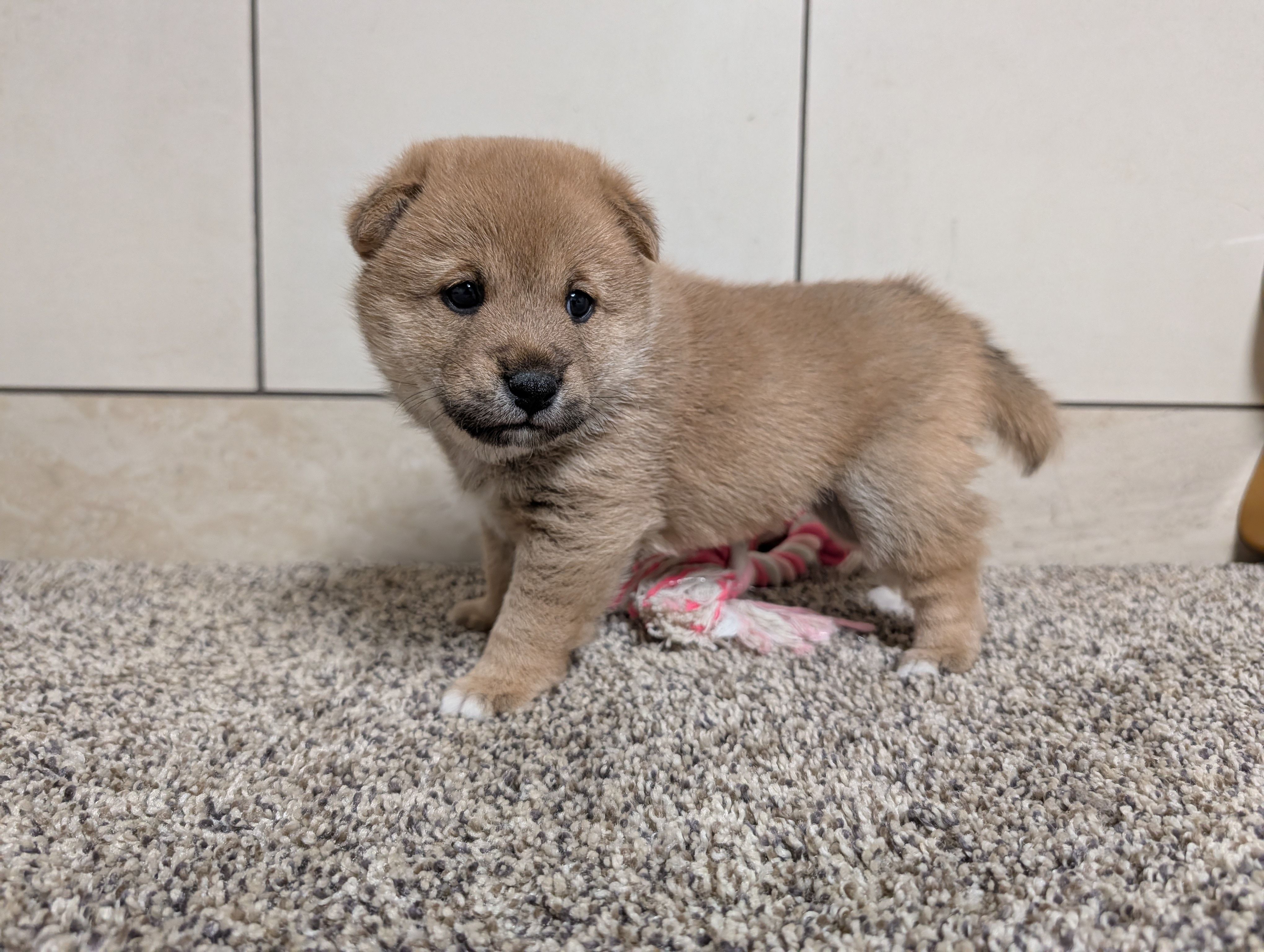 Jason , a male Shiba Inu for sale in Montgomery, IN – Photo 1 of 5