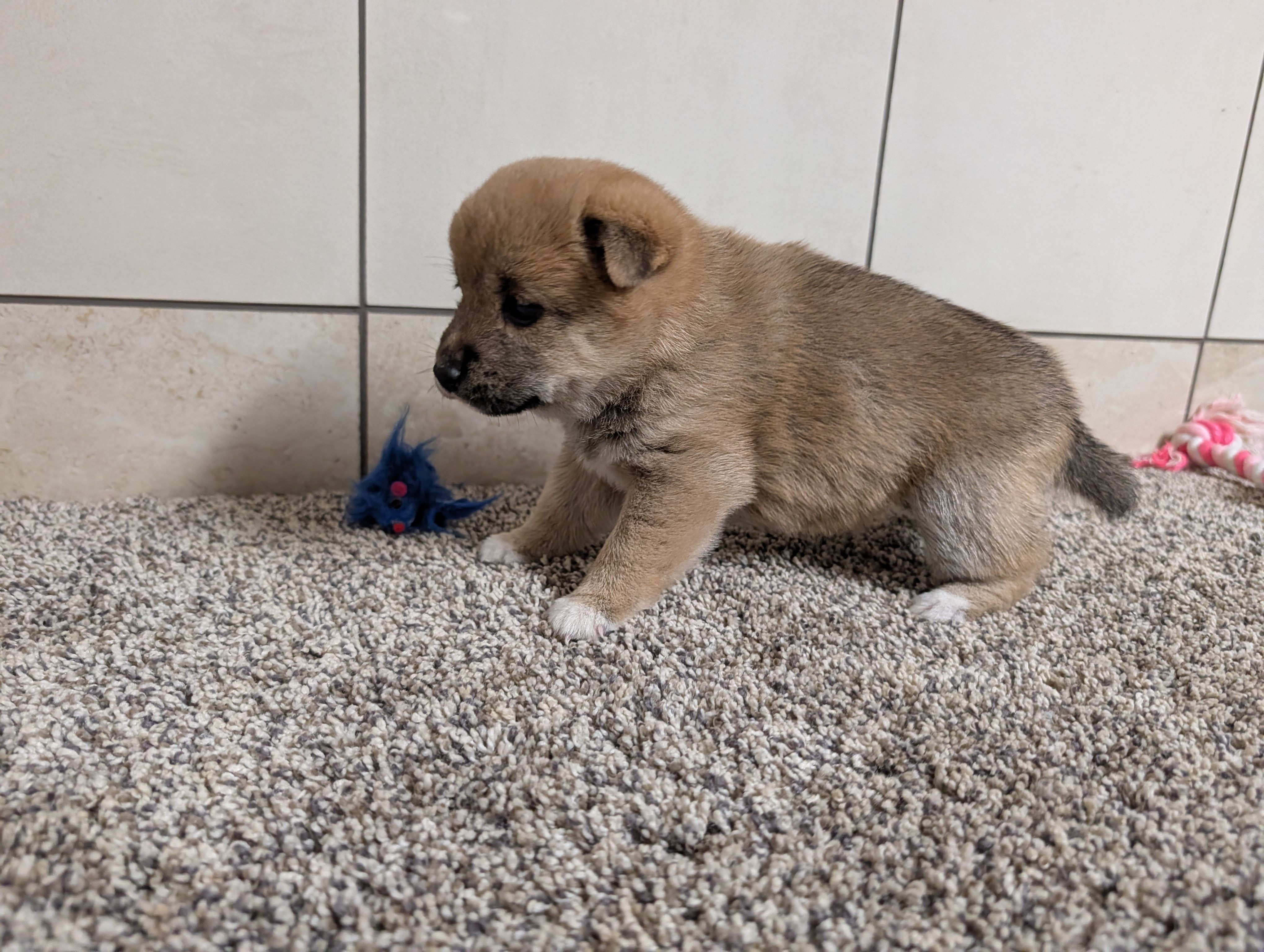 Jan, a female Shiba Inu for sale in Montgomery, IN – Photo 5 of 5