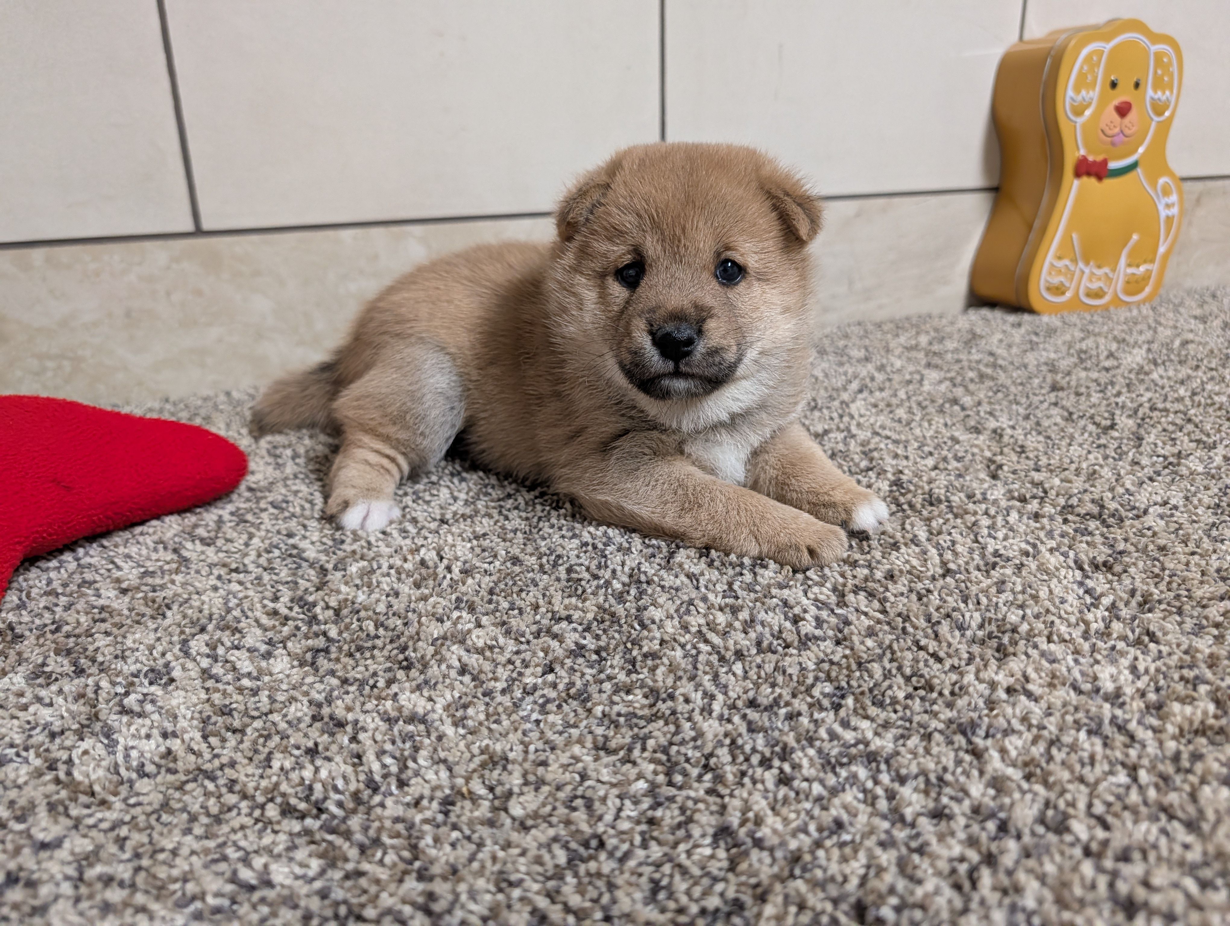 Jason , a male Shiba Inu for sale in Montgomery, IN – Photo 5 of 5