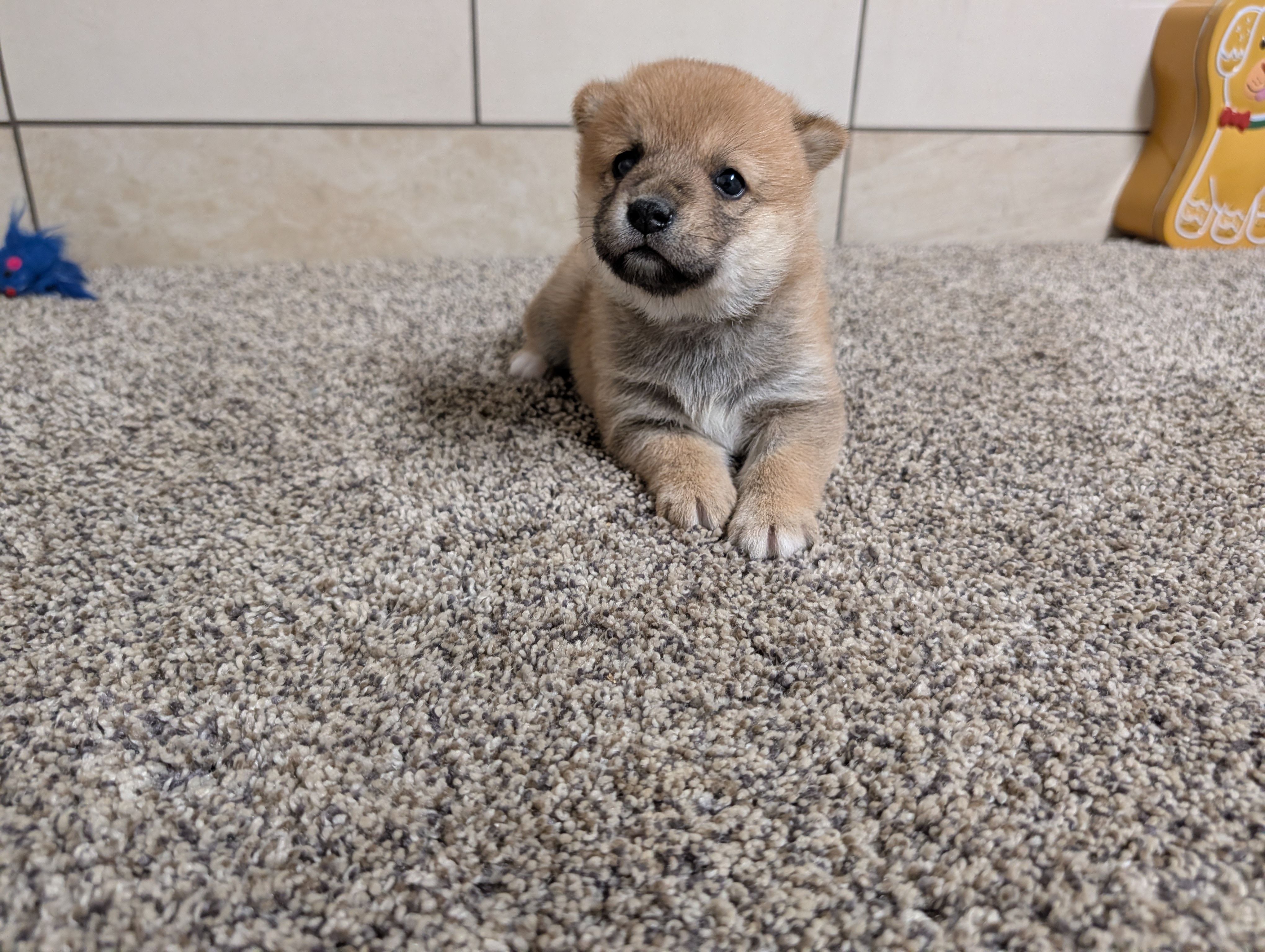 Jada, a female Shiba Inu for sale in Montgomery, IN – Photo 5 of 5