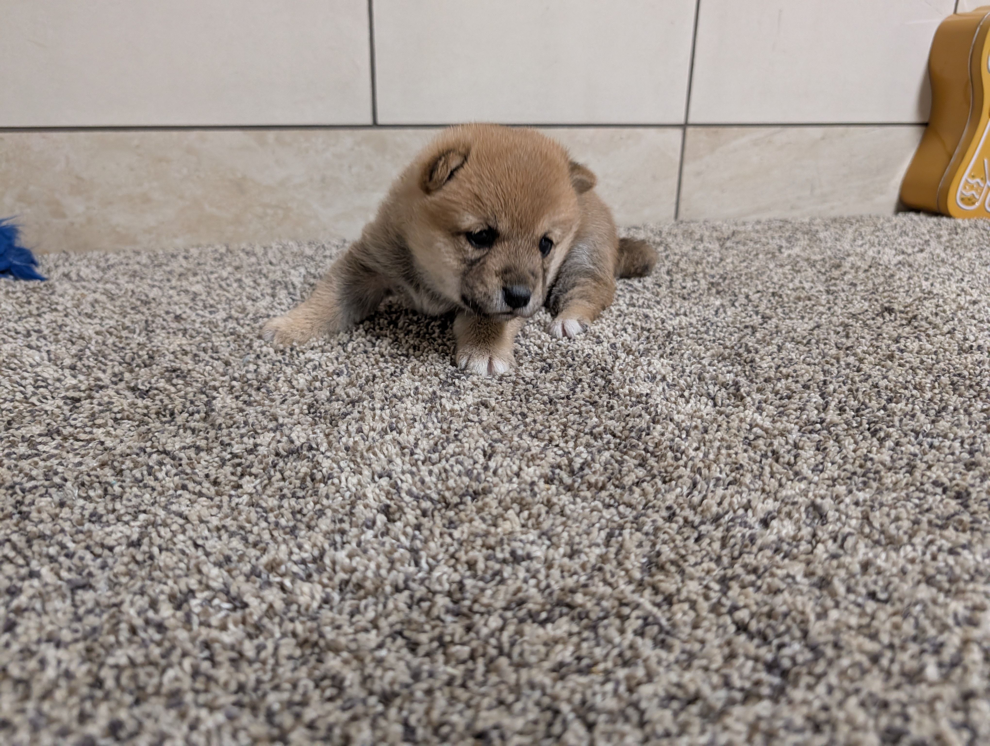 Jada, a female Shiba Inu for sale in Montgomery, IN – Photo 2 of 5