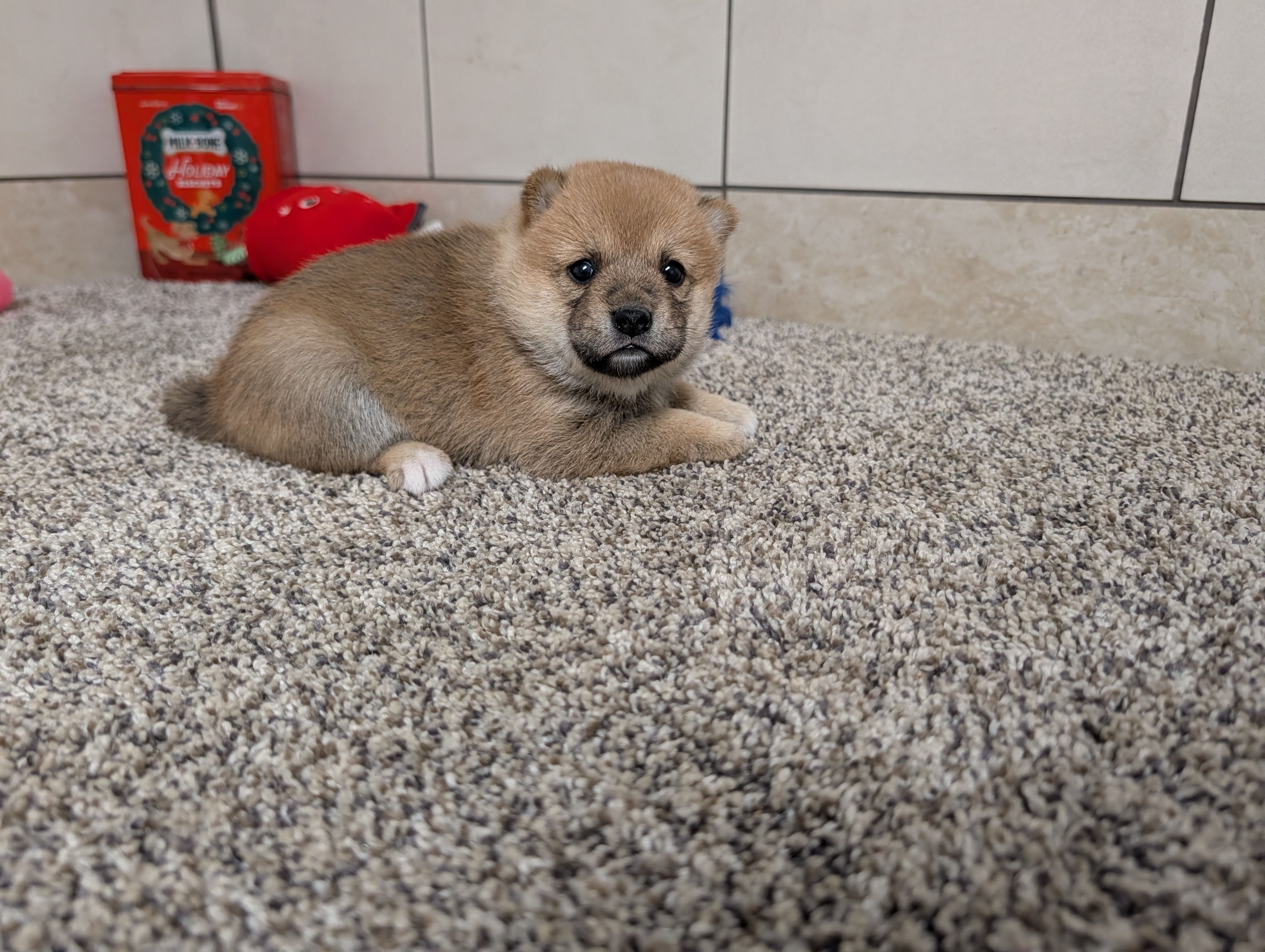 Jada, a female Shiba Inu for sale in Montgomery, IN – Photo 4 of 5