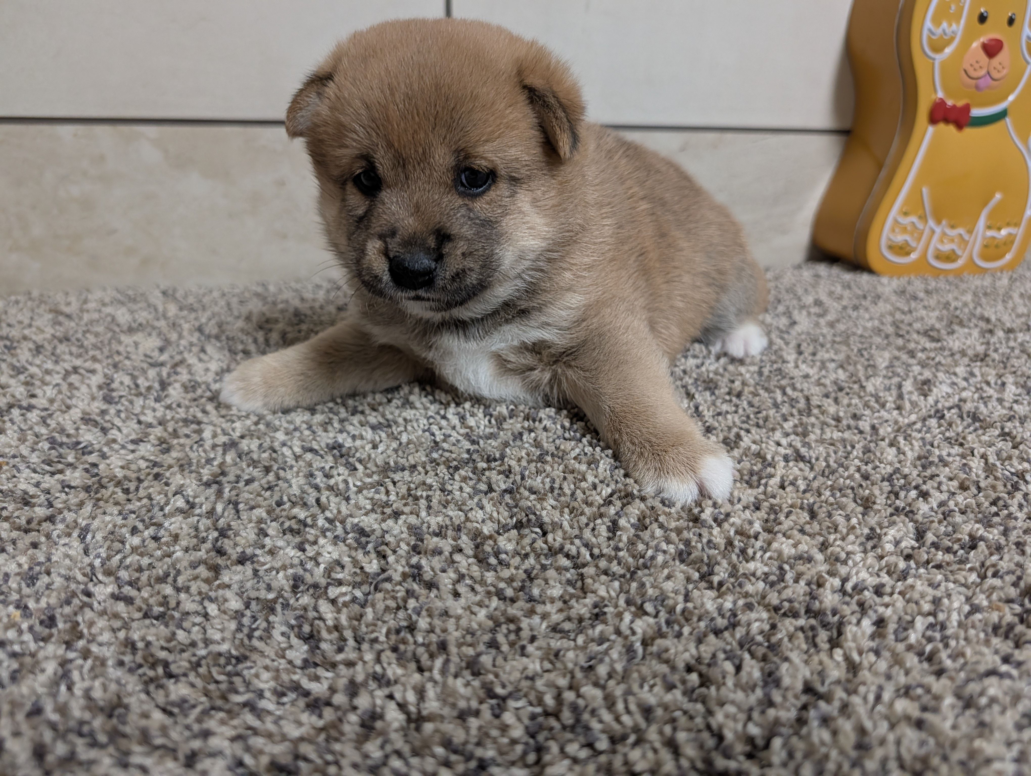 Jan, a female Shiba Inu for sale in Montgomery, IN – Photo 3 of 5