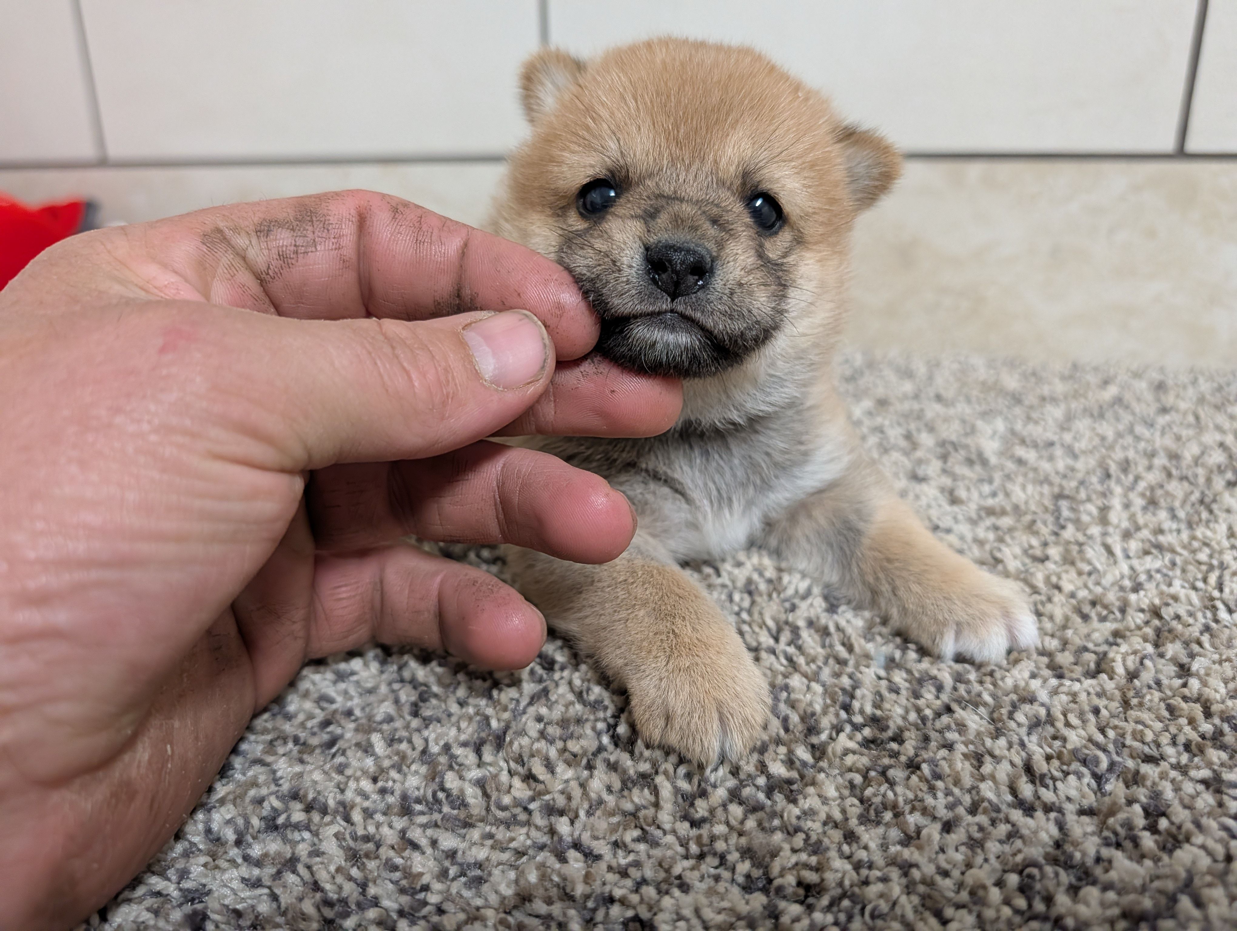 Jada, a female Shiba Inu for sale in Montgomery, IN – Photo 1 of 5