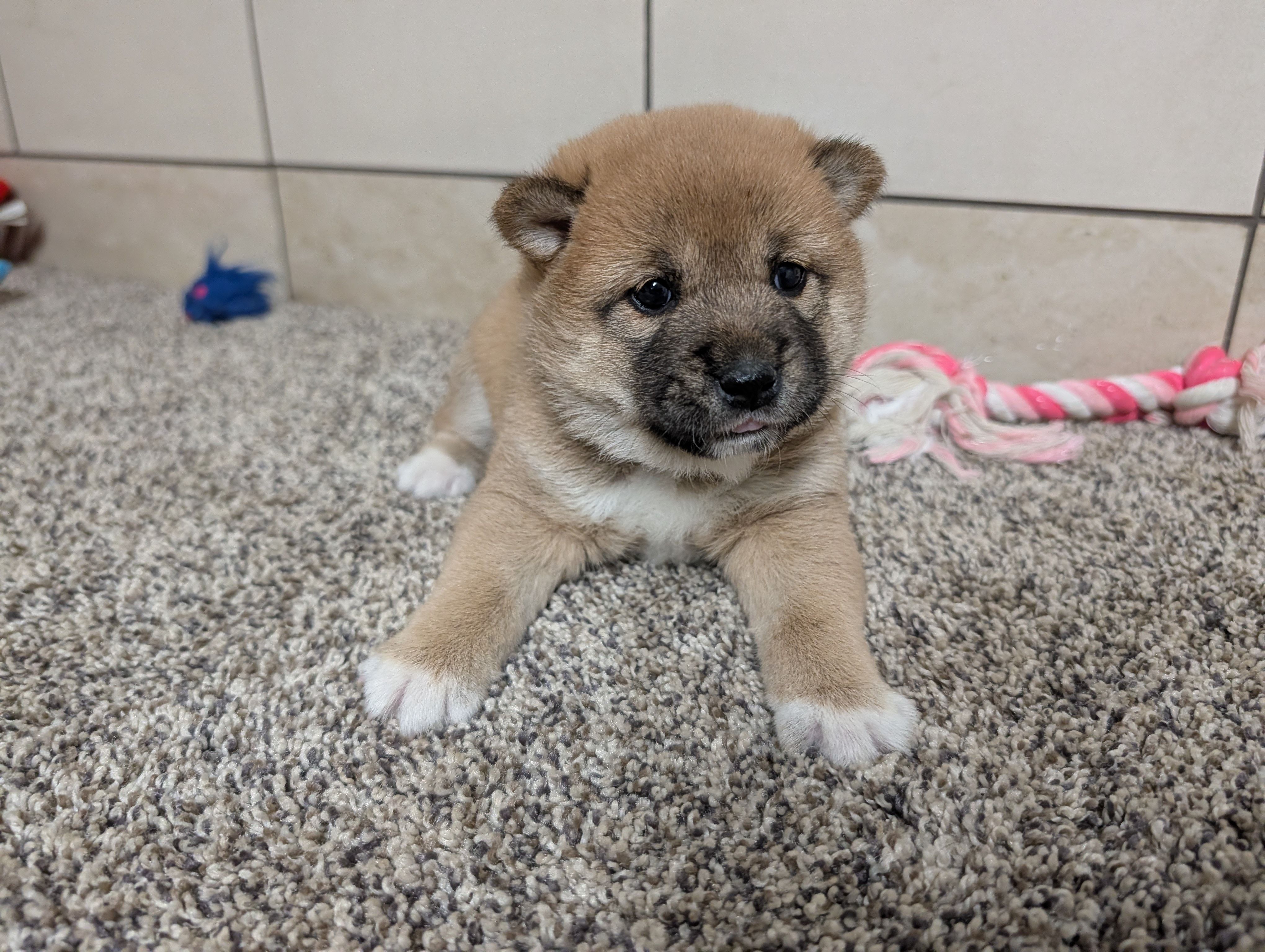 Jean , a female Shiba Inu for sale in Montgomery, IN – Photo 3 of 4