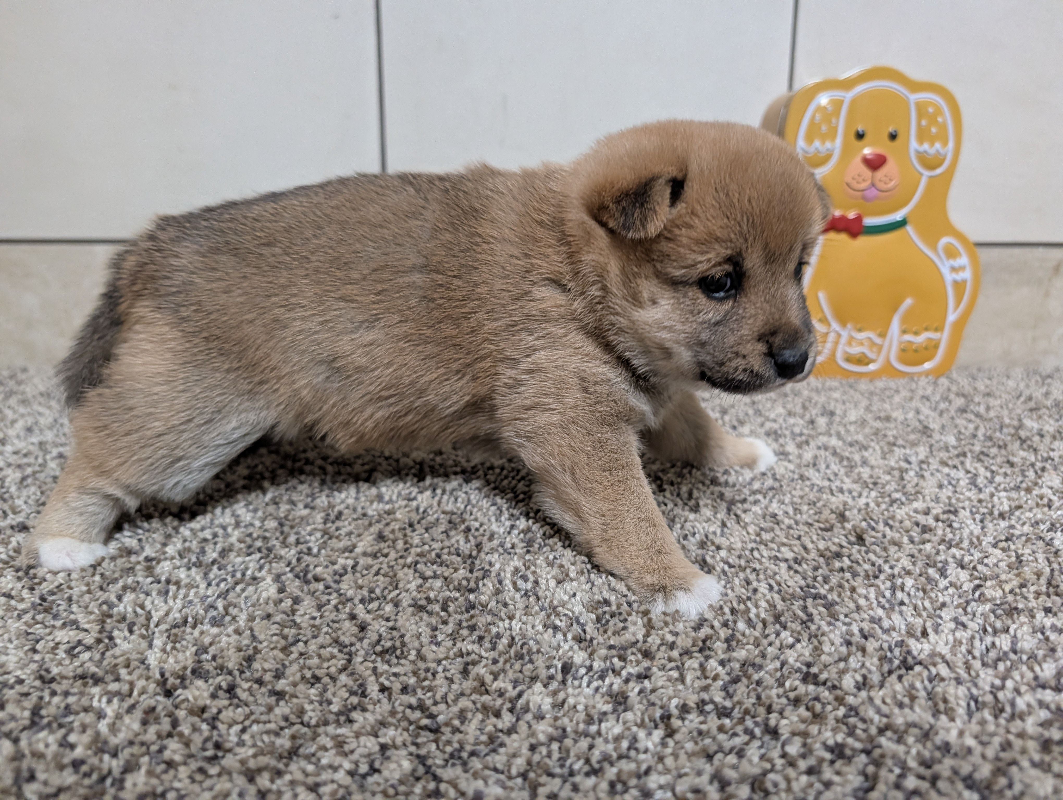 Jan, a female Shiba Inu for sale in Montgomery, IN – Photo 4 of 5
