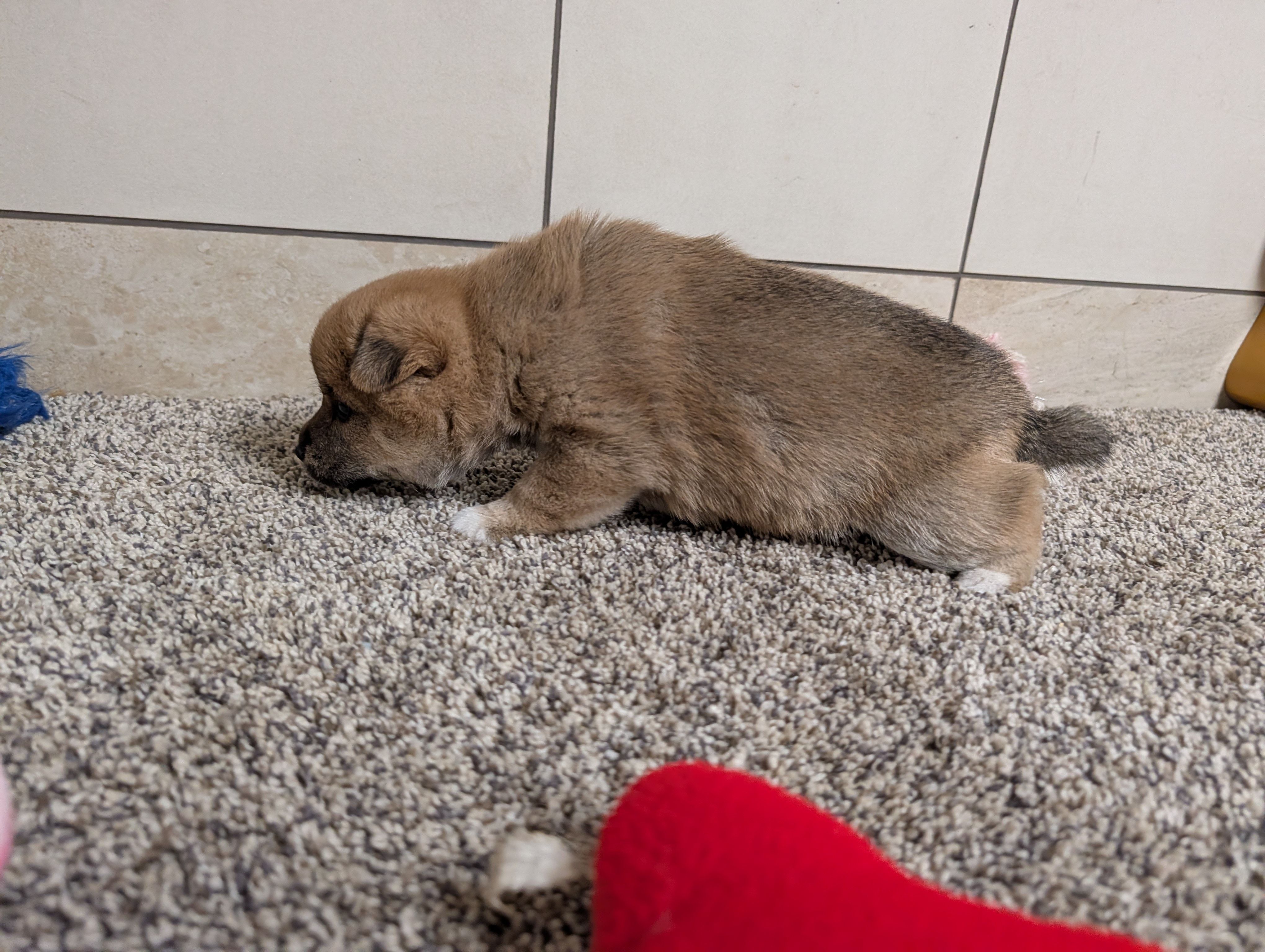 Jan, a female Shiba Inu for sale in Montgomery, IN – Photo 2 of 5