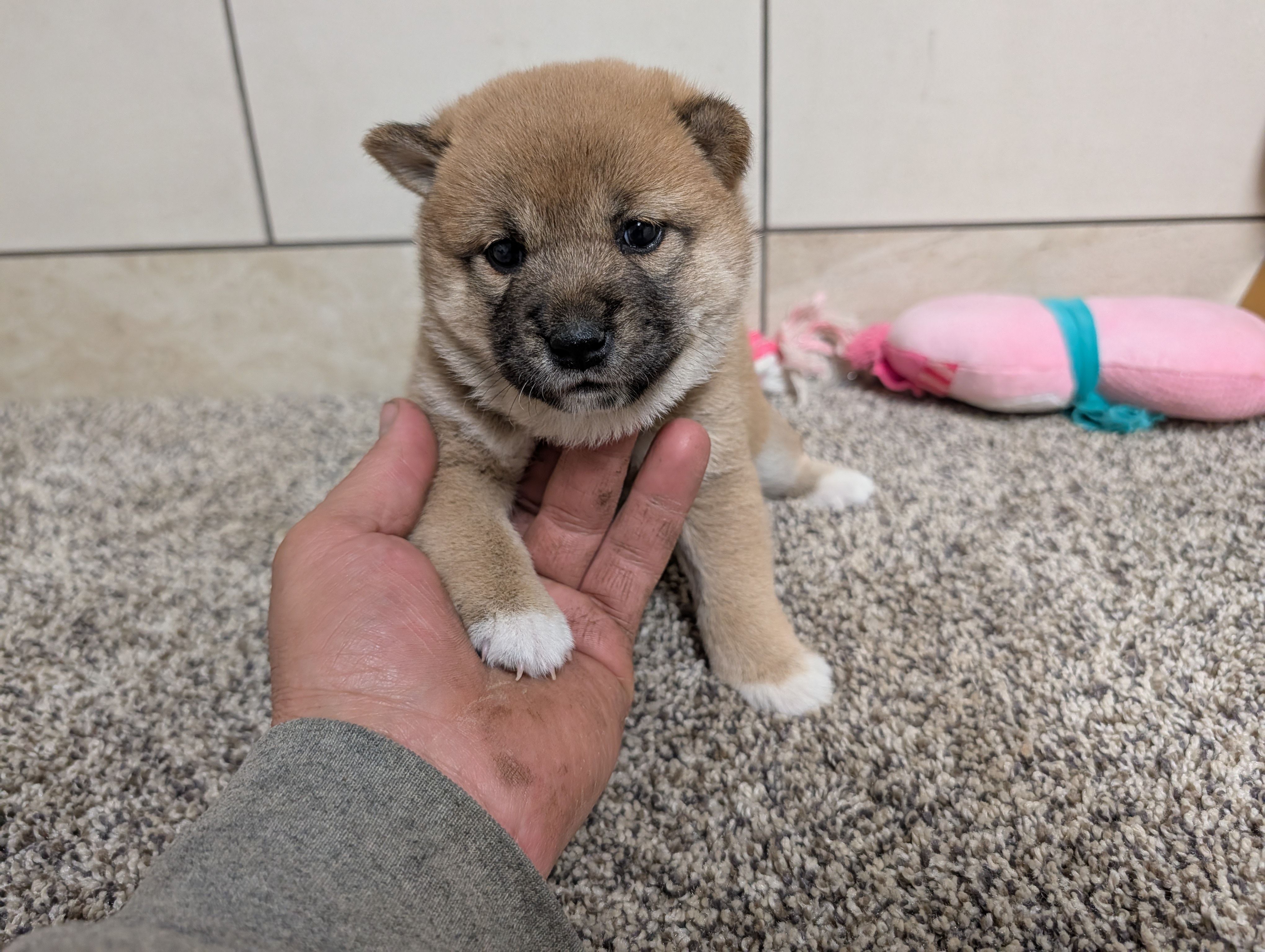 Jean , a female Shiba Inu for sale in Montgomery, IN – Photo 1 of 4