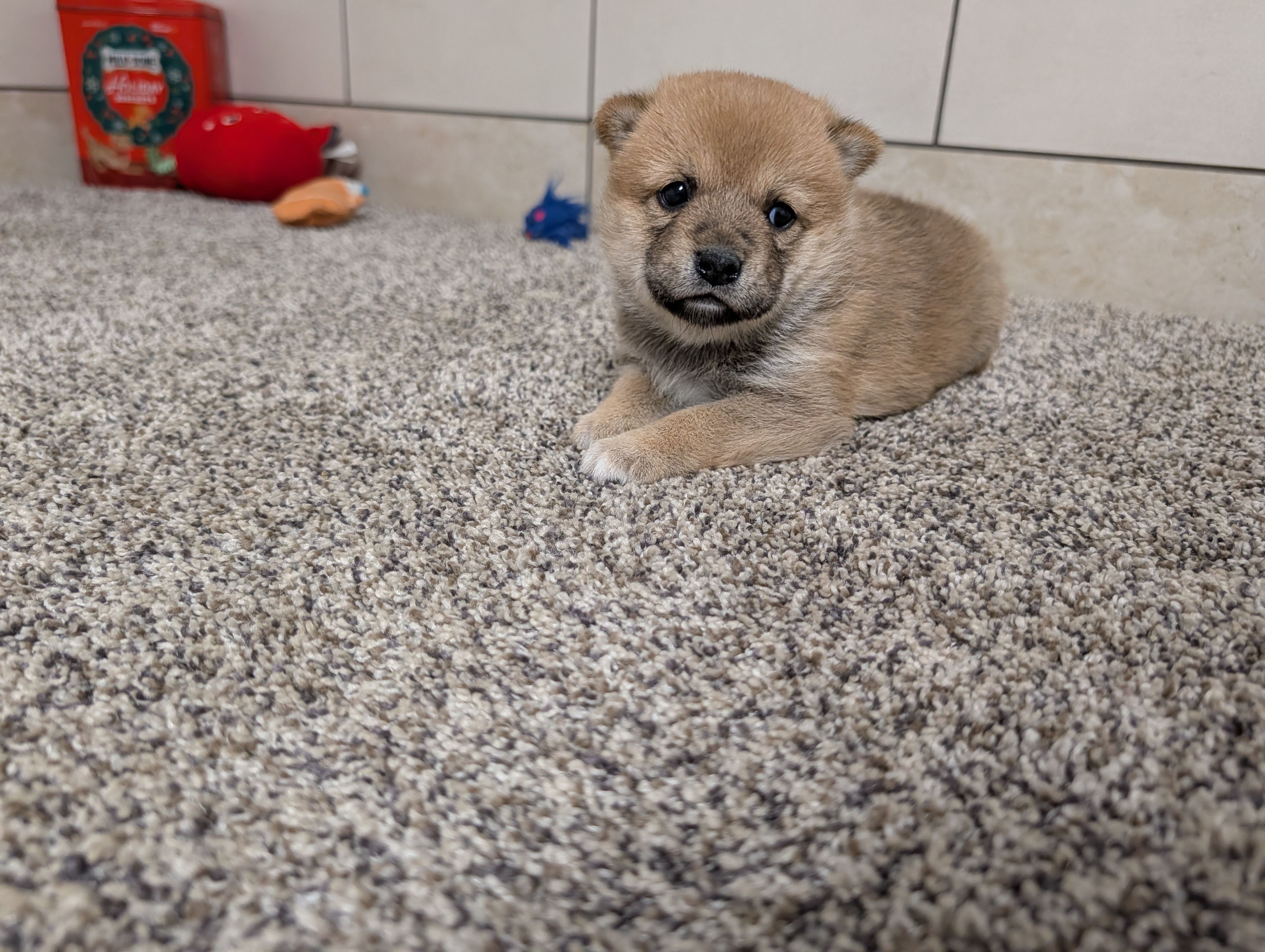 Jada, a female Shiba Inu for sale in Montgomery, IN – Photo 3 of 5