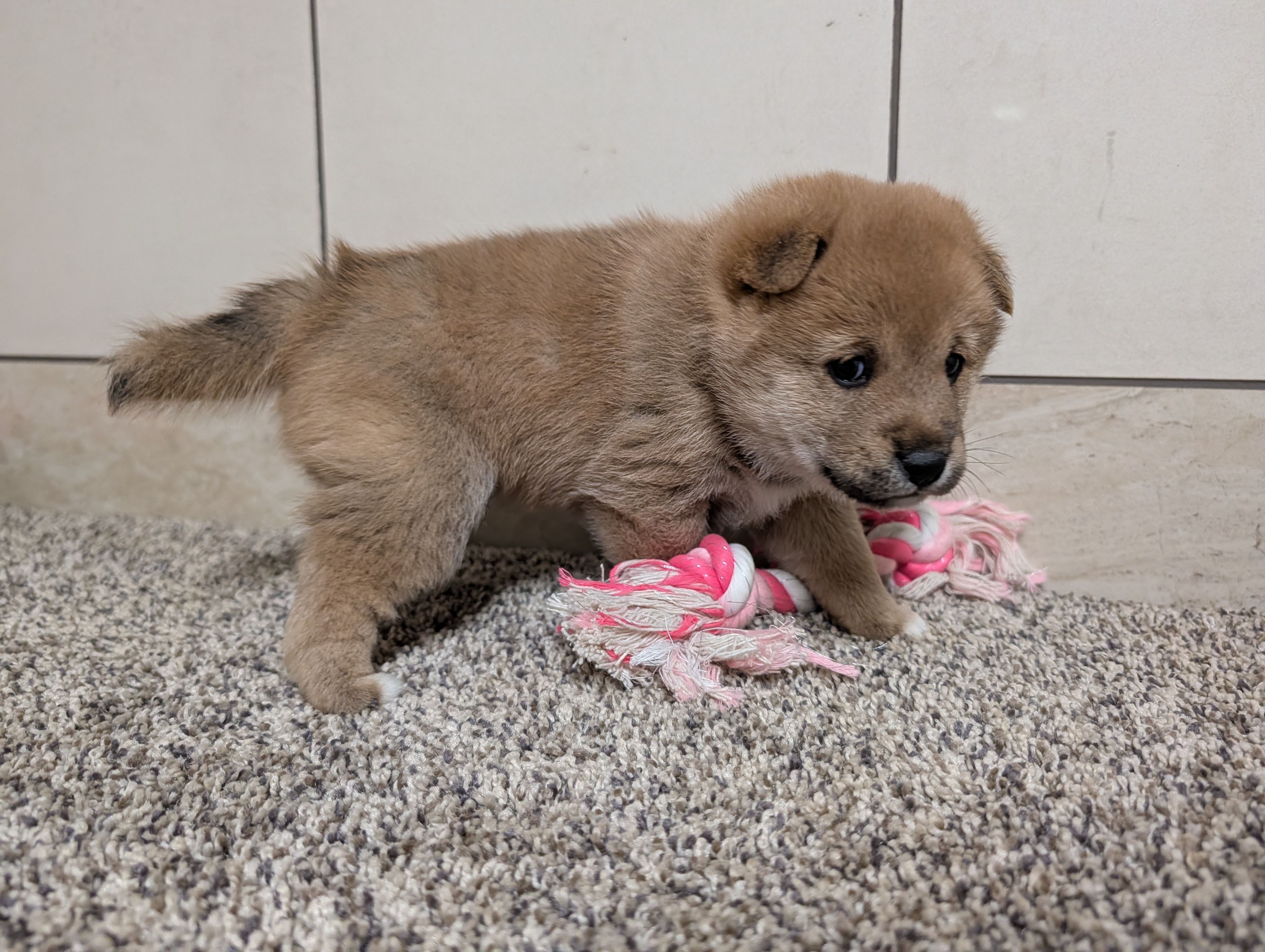 Jason , a male Shiba Inu for sale in Montgomery, IN – Photo 2 of 5