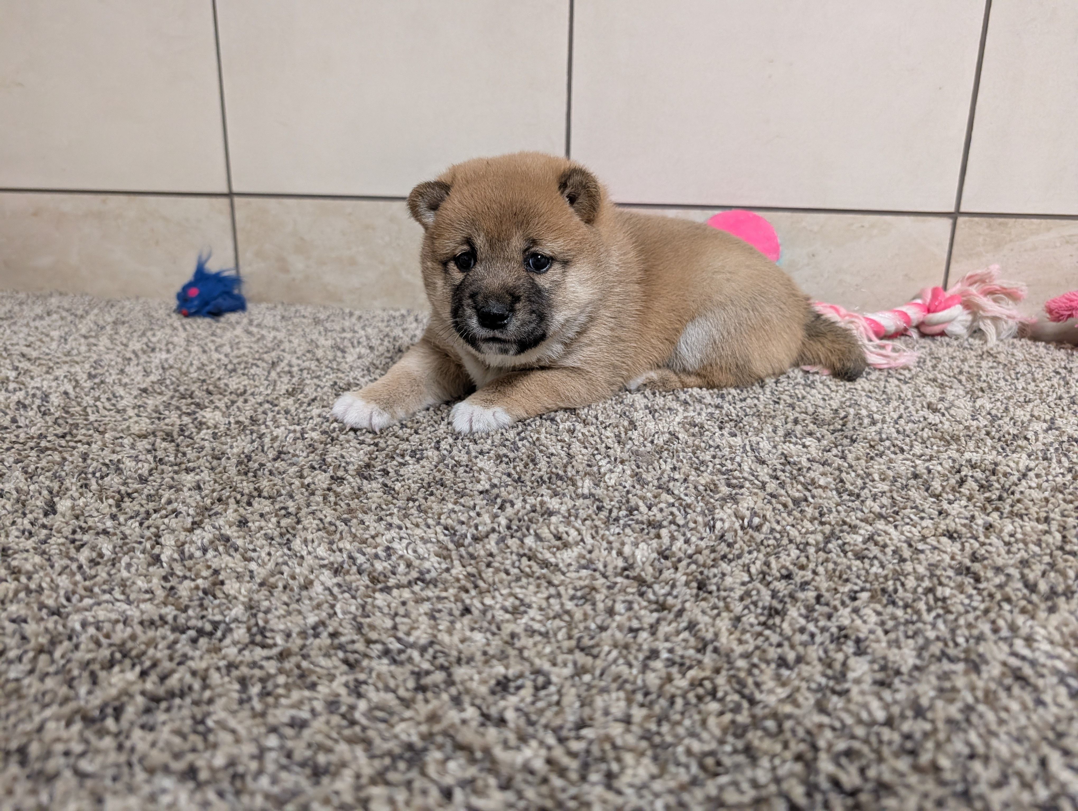 Jean , a female Shiba Inu for sale in Montgomery, IN – Photo 4 of 4
