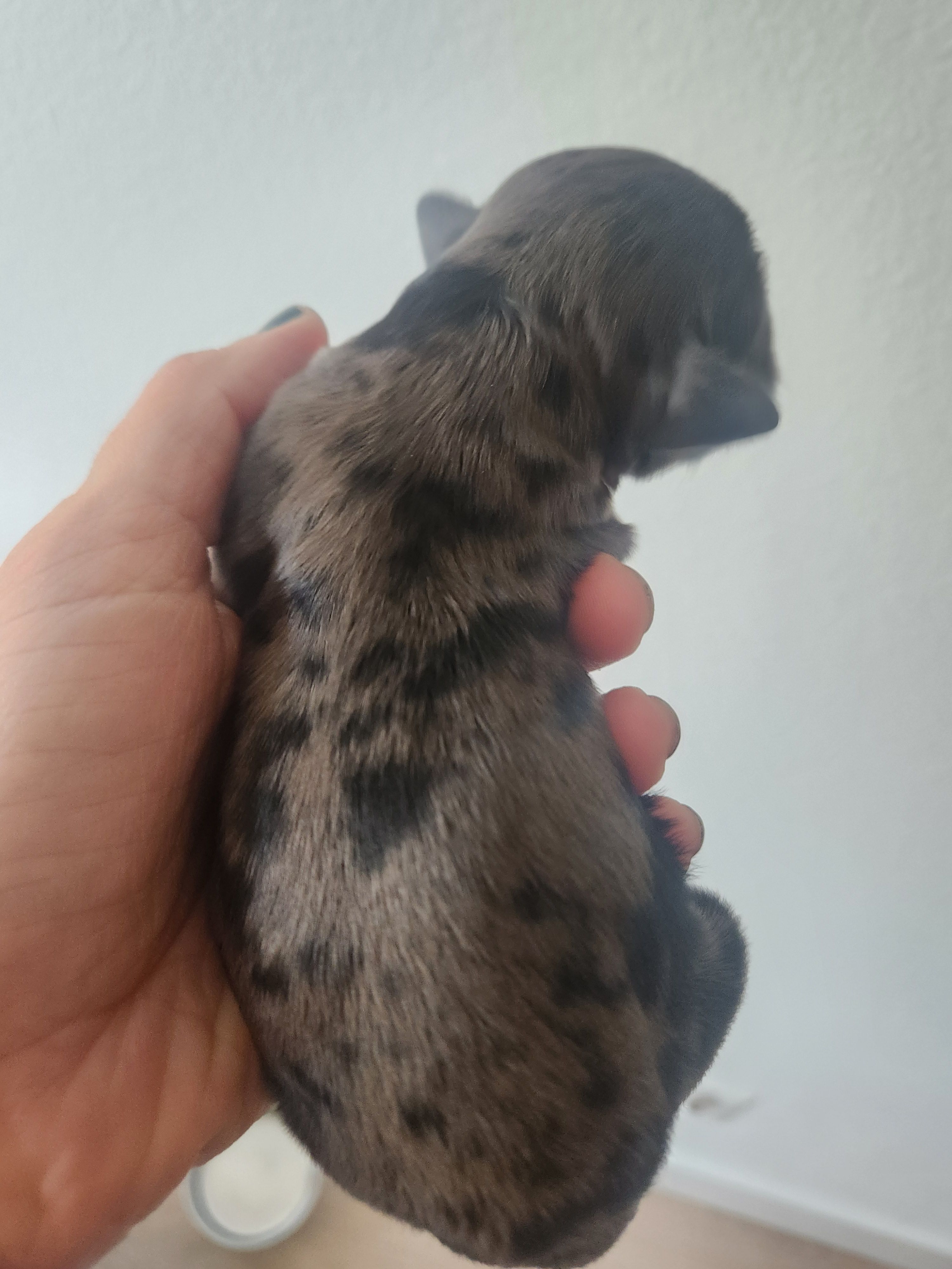 Coco – Portuguese Water Dog, Goldendoodle puppy for sale in Oviedo, FL