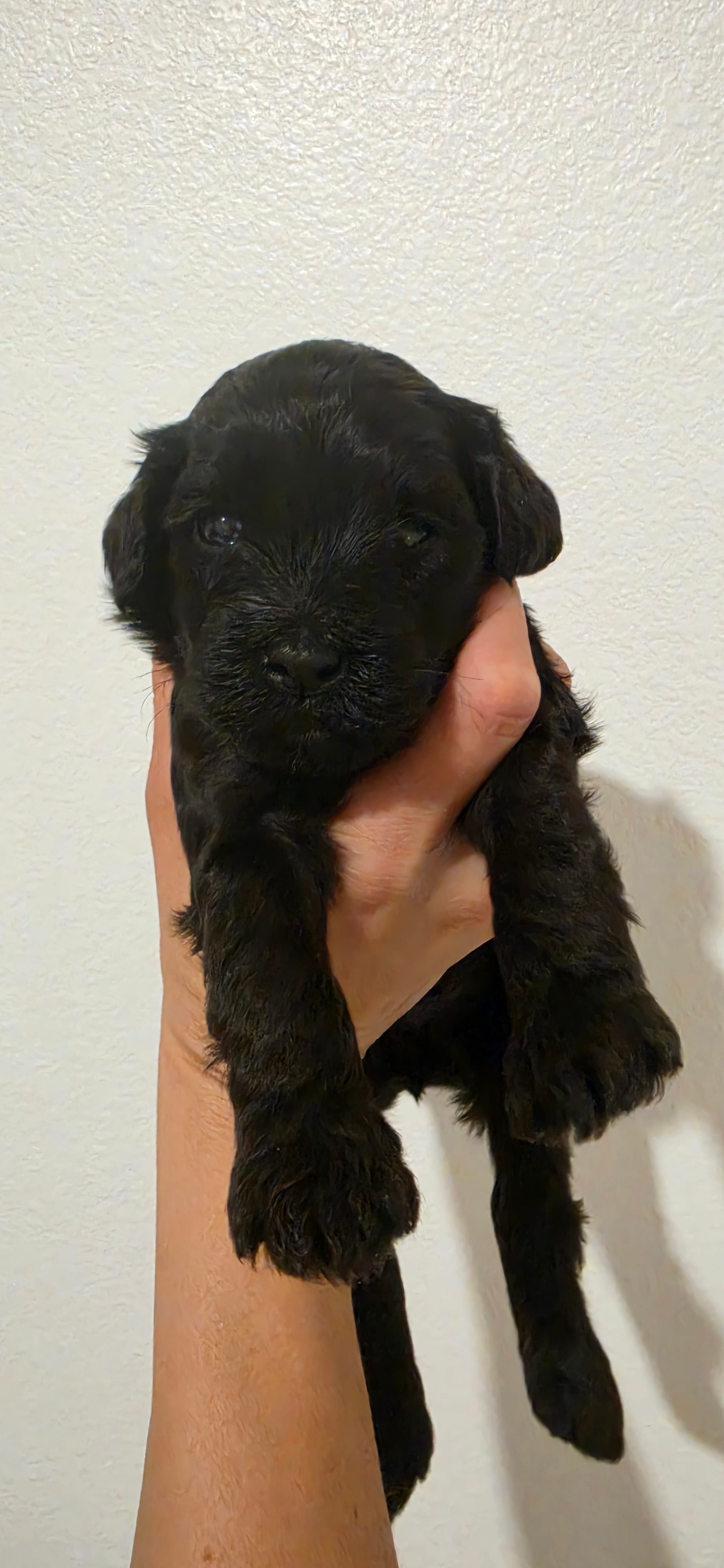 Coco – Portuguese Water Dog, Goldendoodle puppy for sale in Oviedo, FL
