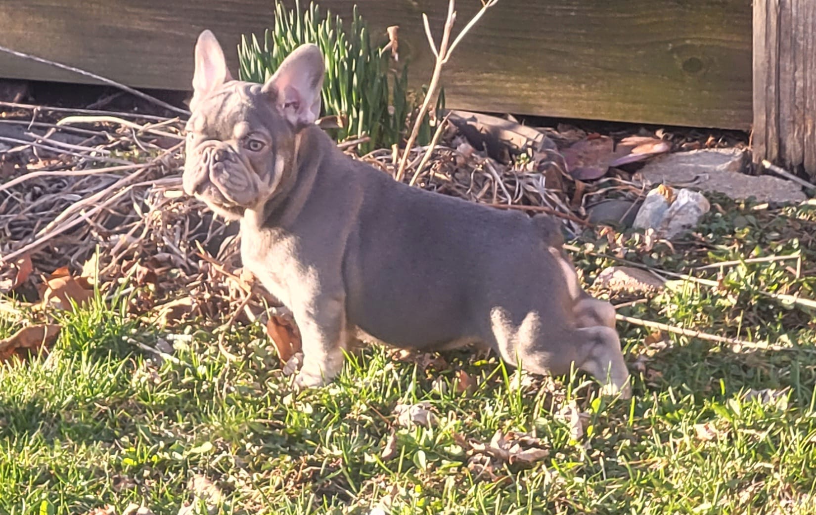 Pup – French Bulldog puppy for sale in Cedar Lake, IN