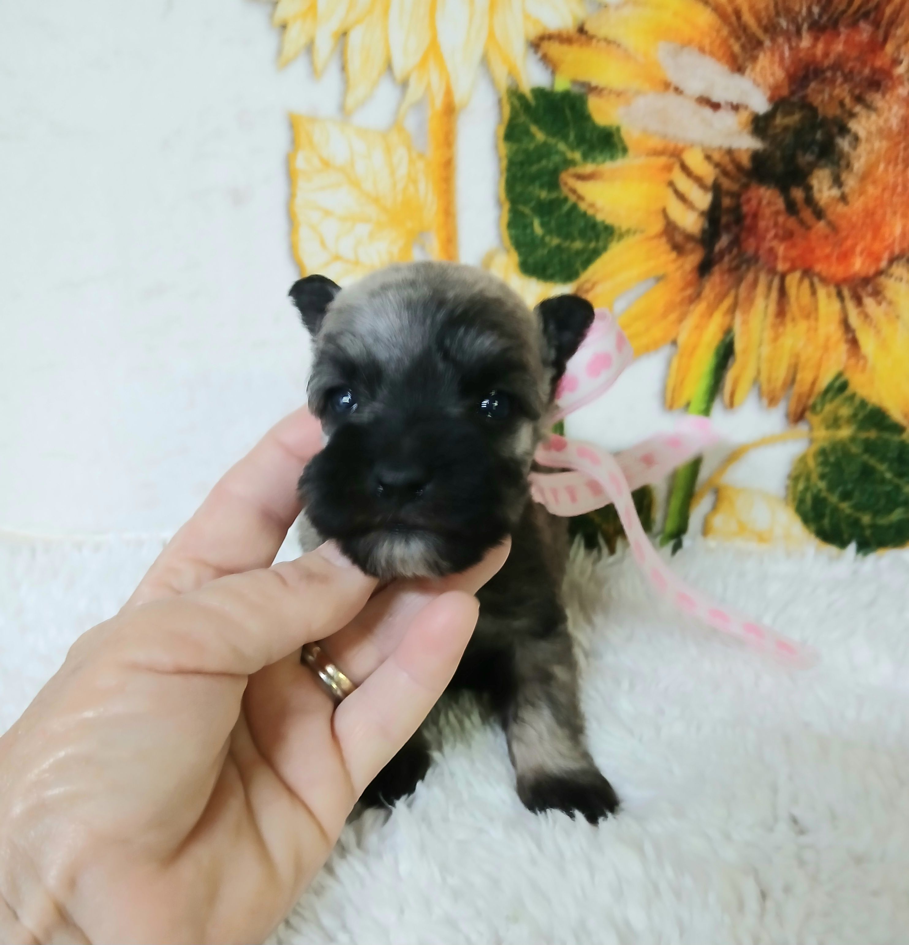 Lil  Miss Pepper – Miniature Schnauzer puppy for sale in Hugo, OK