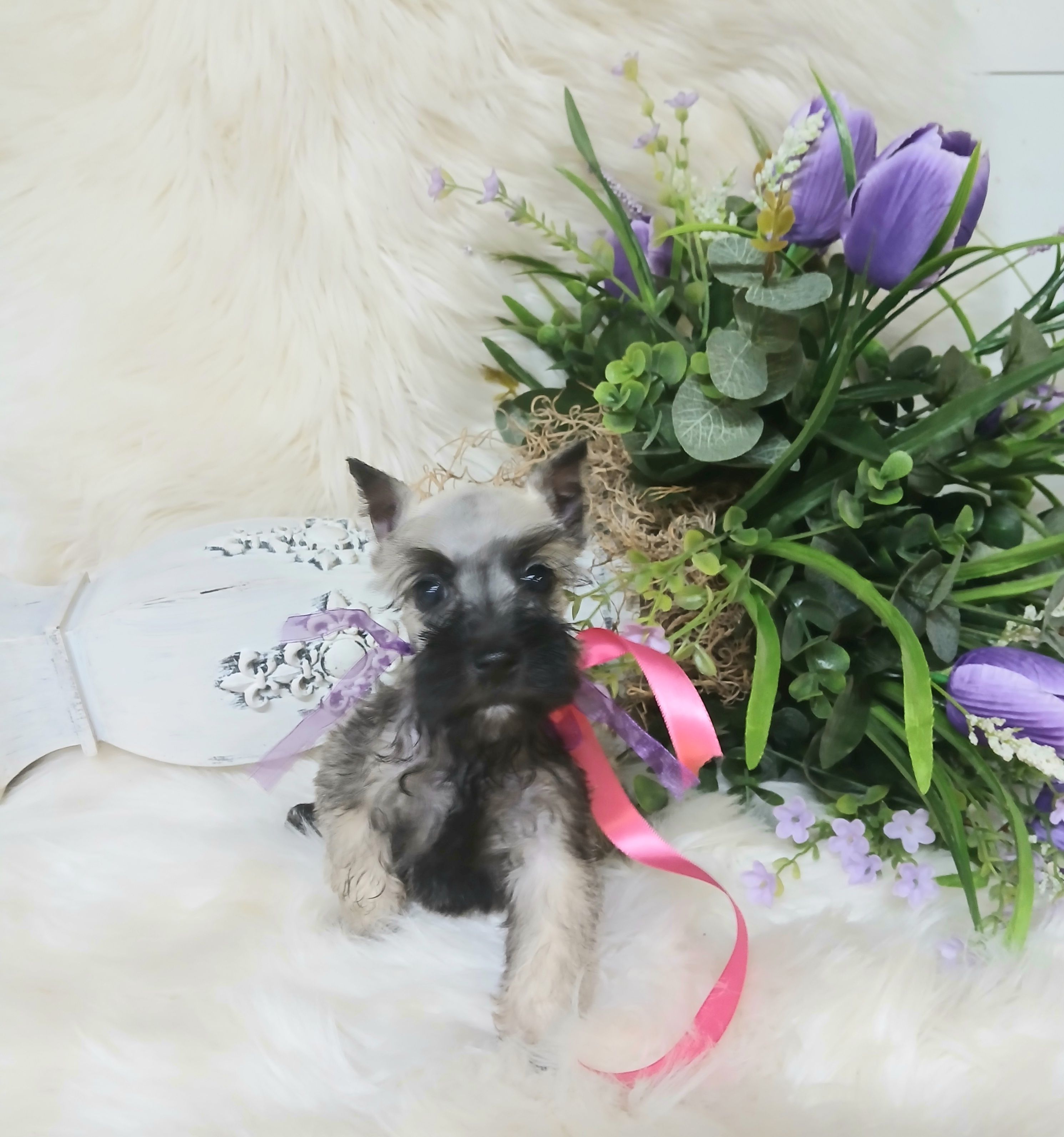 Lil PrincessHappy Mother's Day ♥️  – Miniature Schnauzer puppy for sale in Hugo, OK