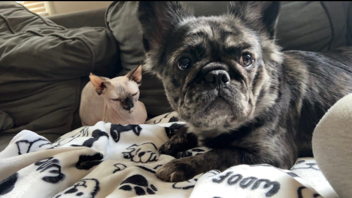 Penelope – French Bulldog puppy for sale in Merrimack, NH