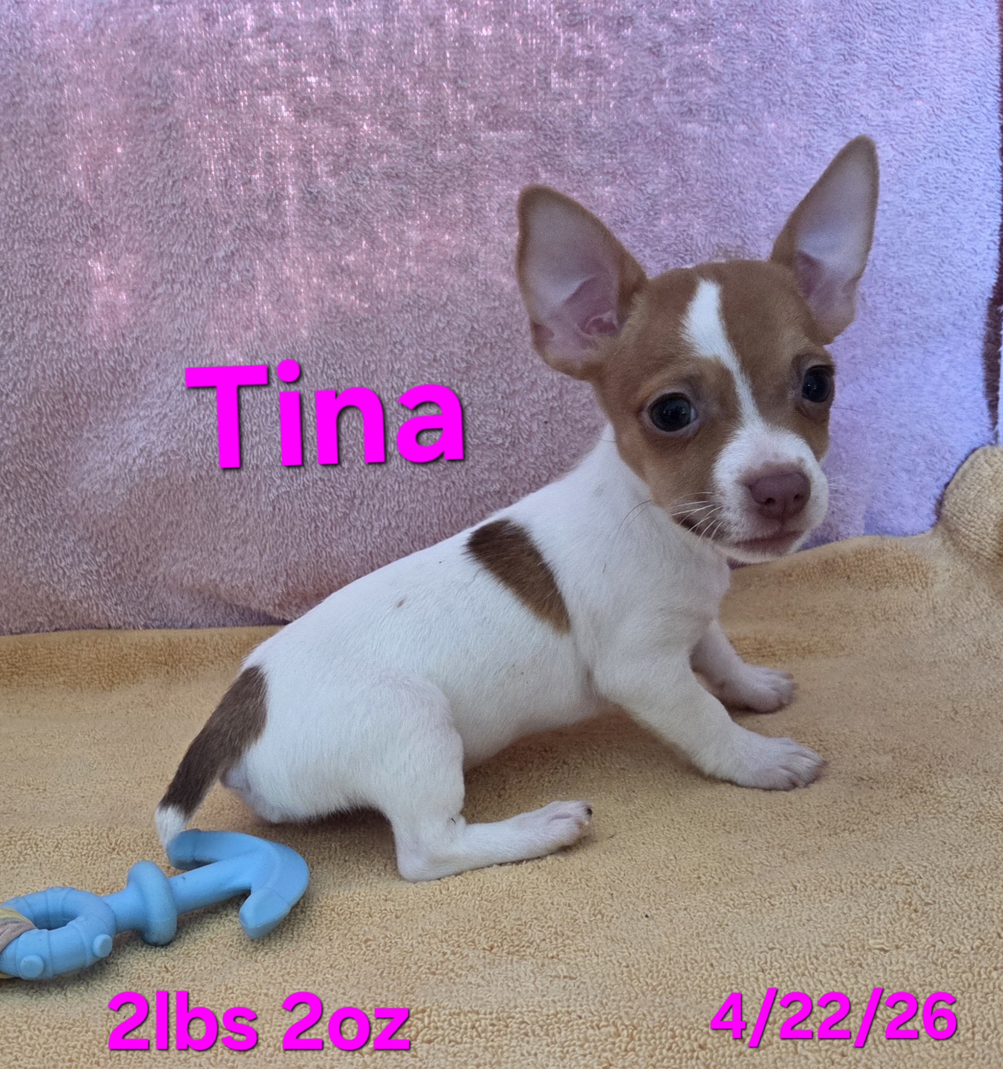 Tina – Teddy Roosevelt Terrier puppy for sale in Wetumpka, AL