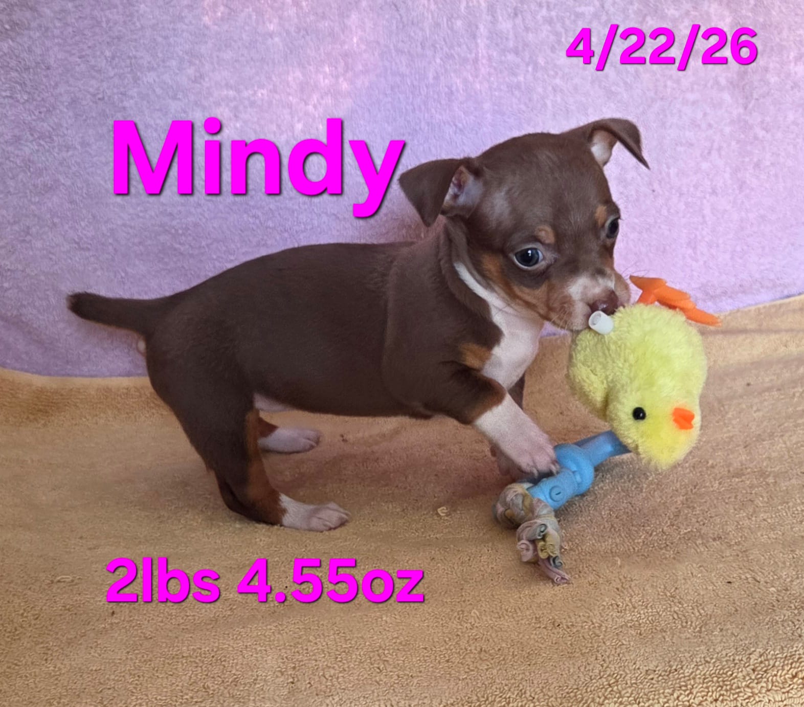 Mindy – Teddy Roosevelt Terrier puppy for sale in Wetumpka, AL