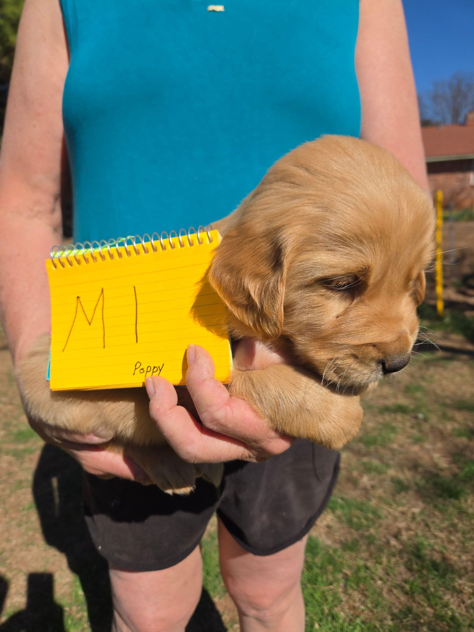 Male 1, a male Golden Retriever for sale in Chickasha, OK – Photo 2 of 3