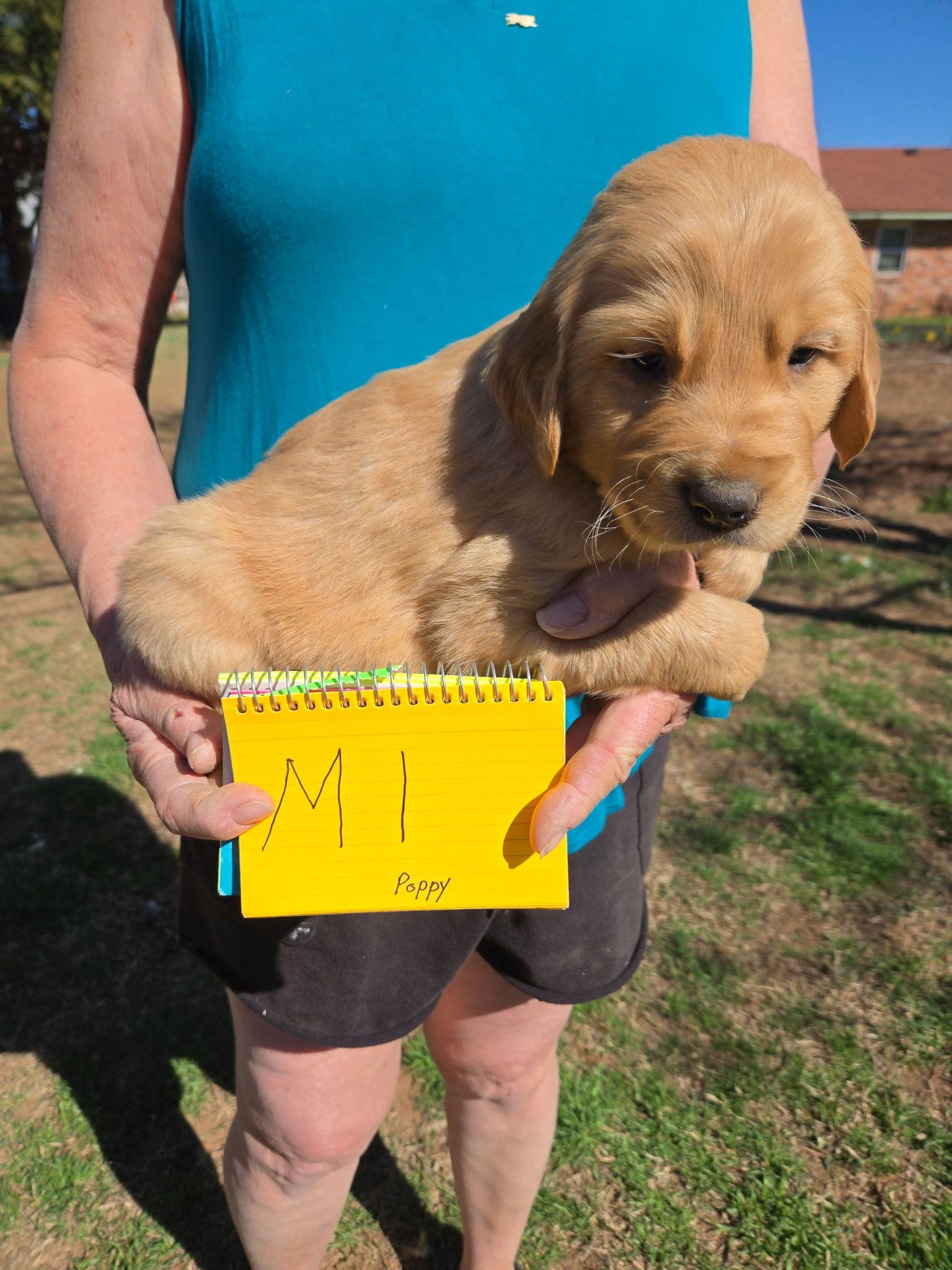 Male 1, a male Golden Retriever for sale in Chickasha, OK – Photo 3 of 3