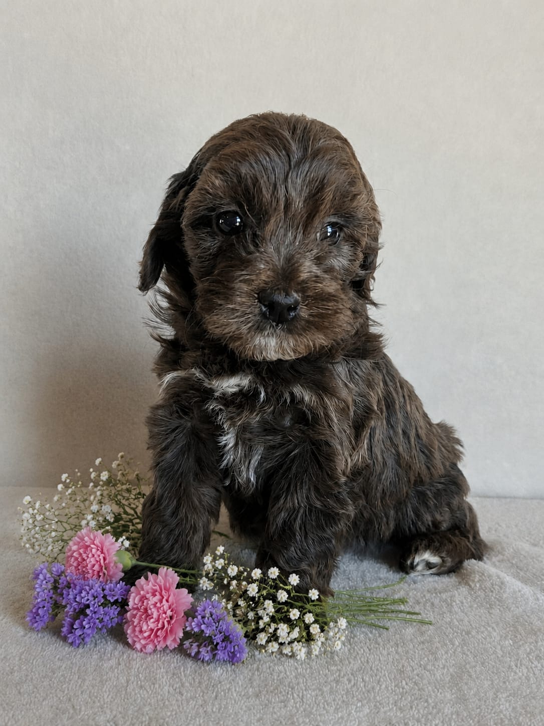 Blossom – Cockapoo puppy for sale in Oldtown, MD