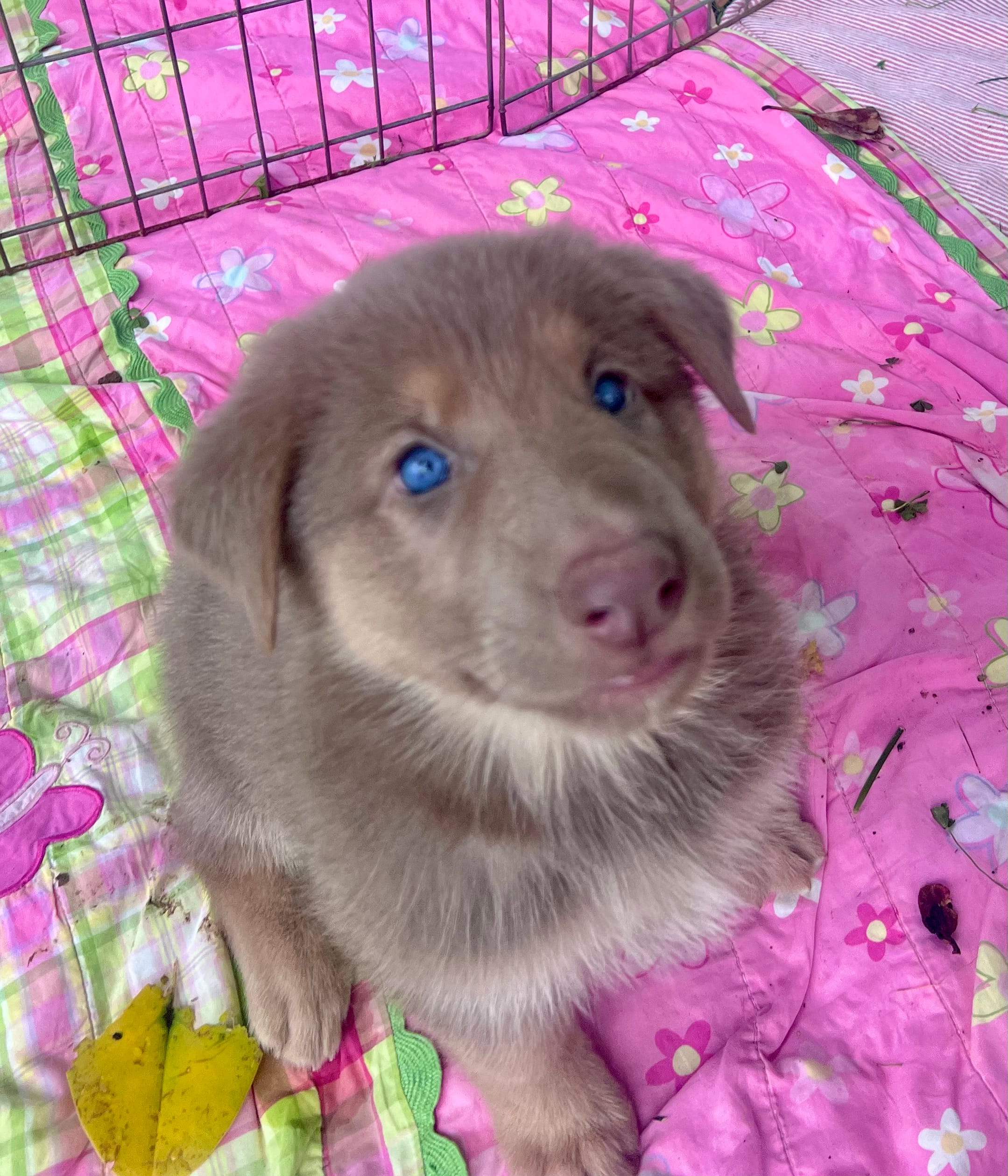 Strawberry – German Shepherd Dog puppy for sale in Ringgold, GA