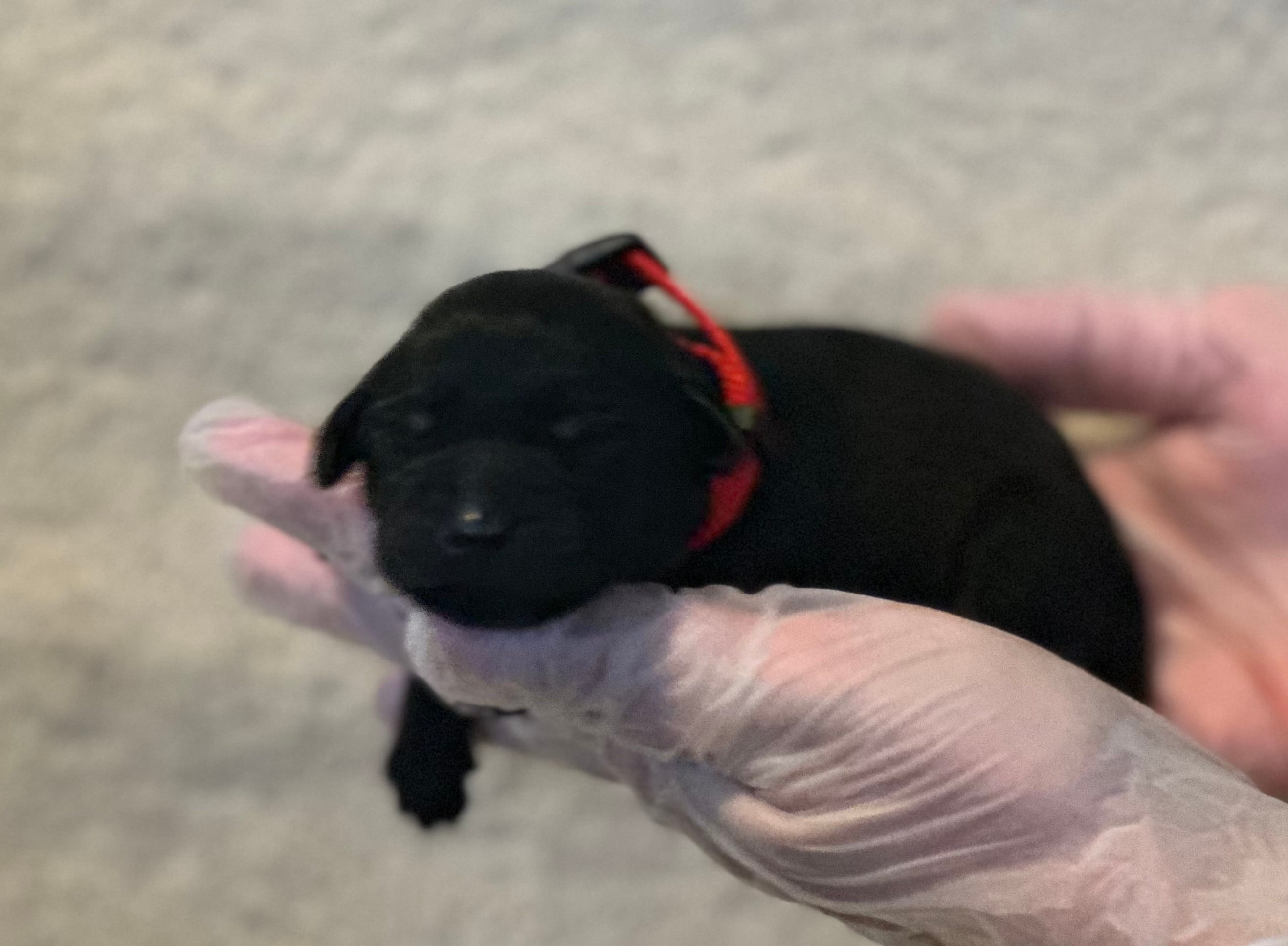 Red collar – Labrador Retriever puppy for sale in Culpeper, VA