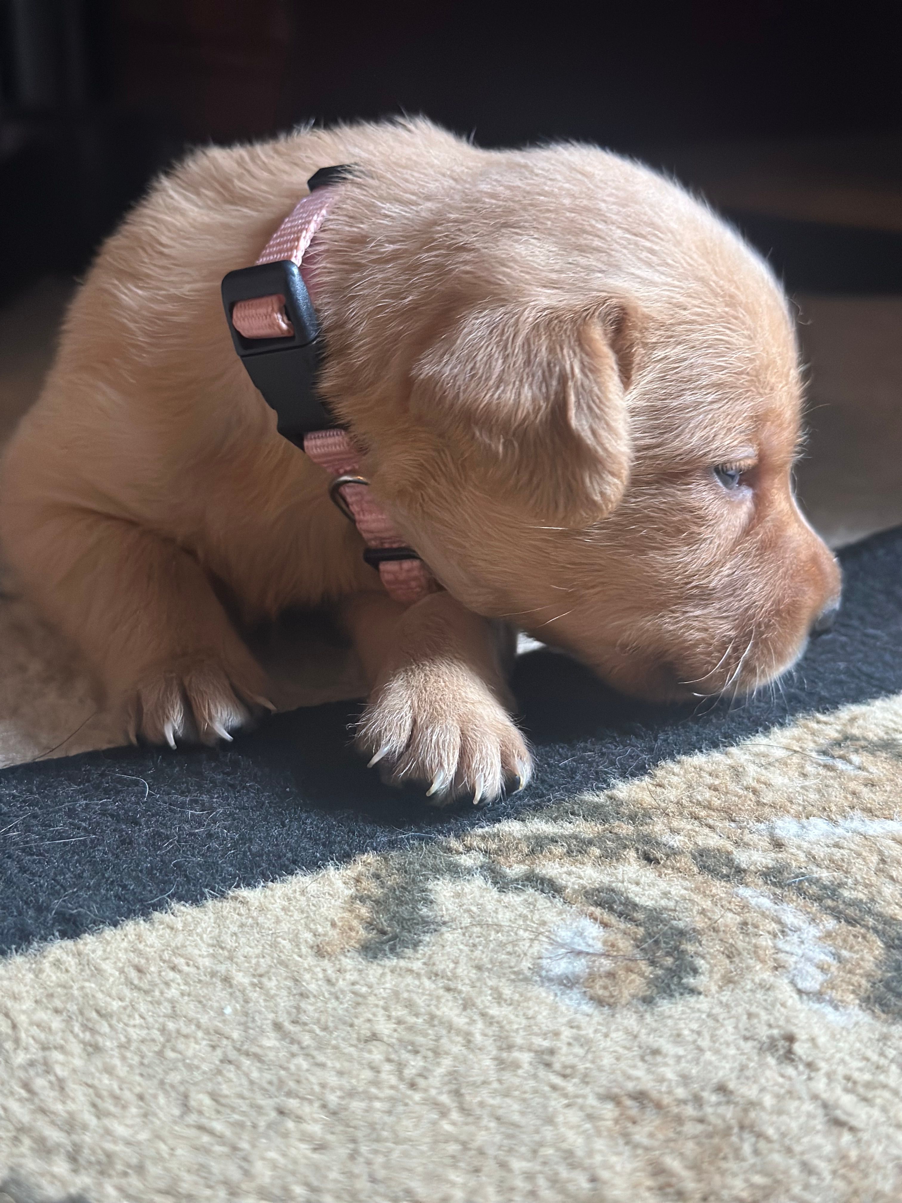 Pink collar – Labrador Retriever puppy for sale in Culpeper, VA
