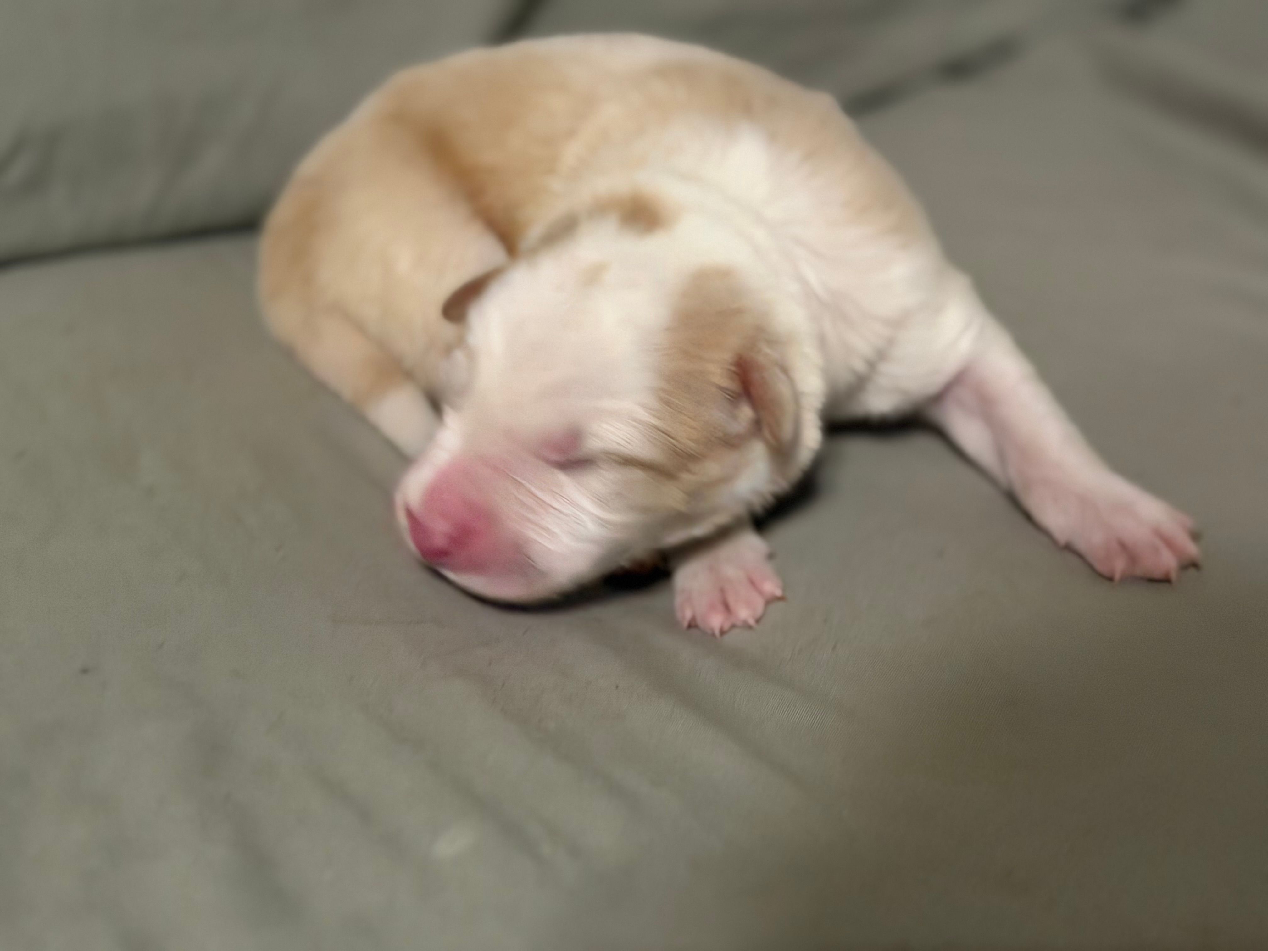 💚 Light green collar-Gold, split face (merle?)-MALE💚 – Border Collie puppy for sale in Washoe City, NV