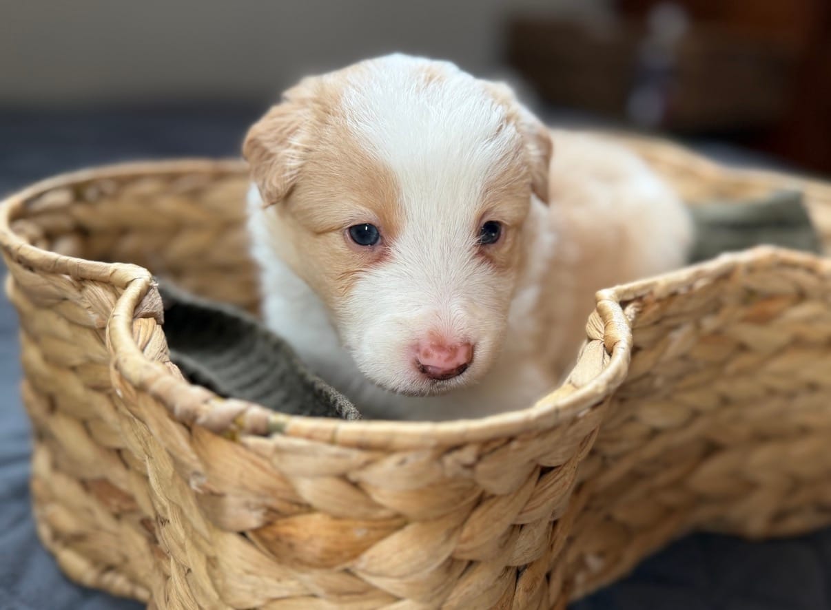 💜 Lavender collar-Gold Merle-FEMALE💜 (on hold) – Border Collie puppy for sale in Washoe City, NV