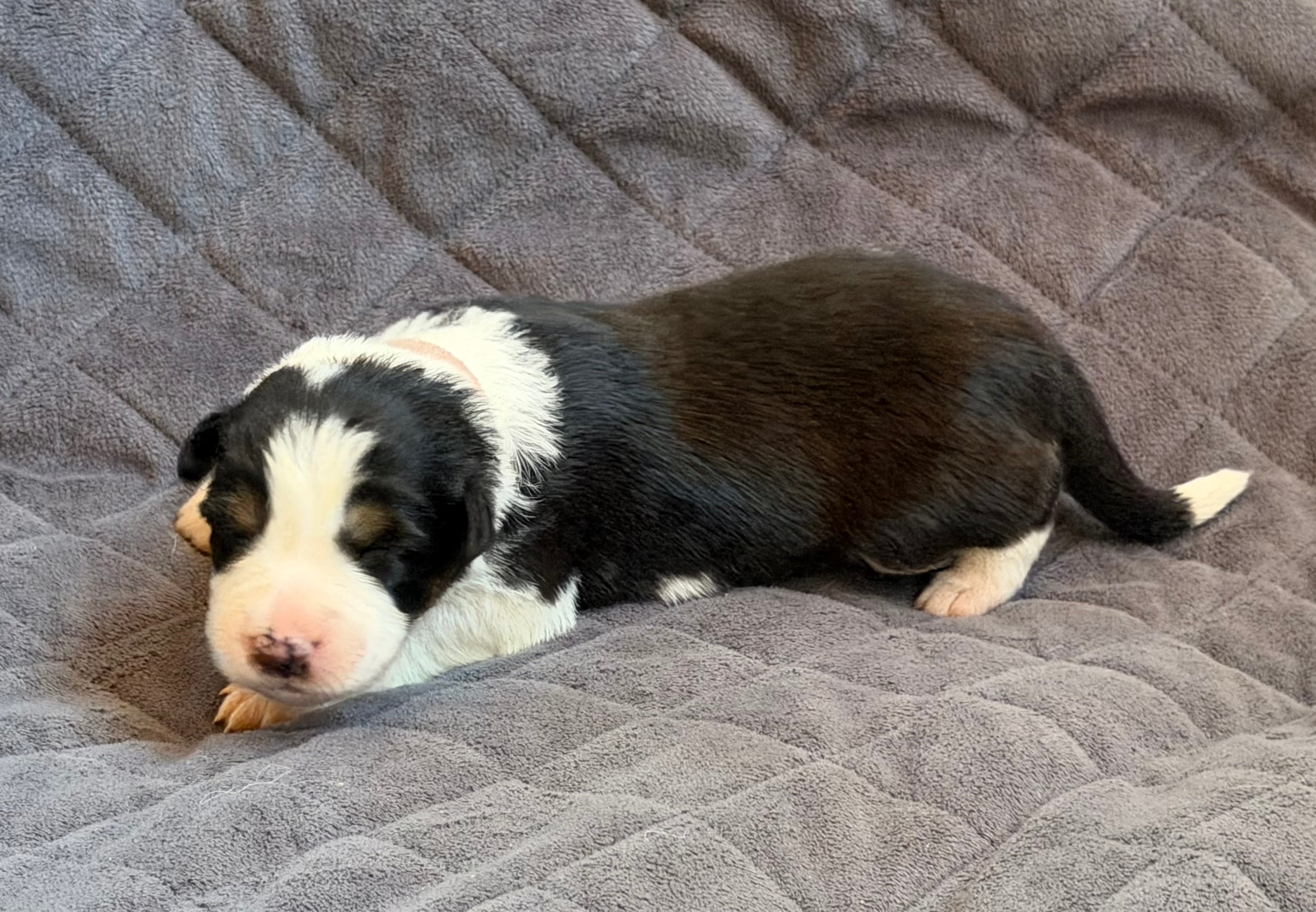 🌸 Black/white Tri-FEMALE🌸 – Border Collie puppy for sale in Washoe City, NV