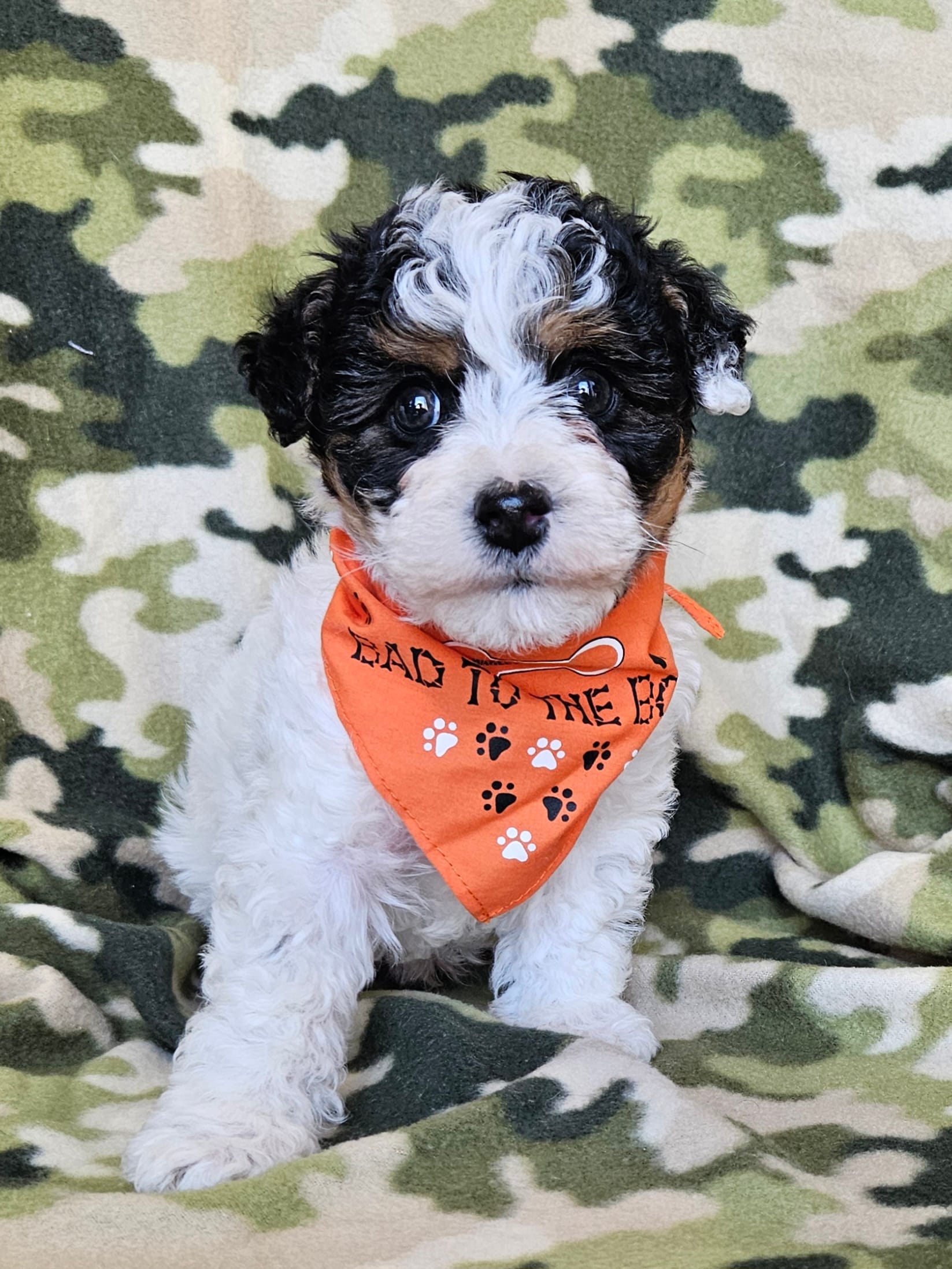 Male – Yorkipoo, Yorkshire Terrier puppy for sale in Stevensville, MI