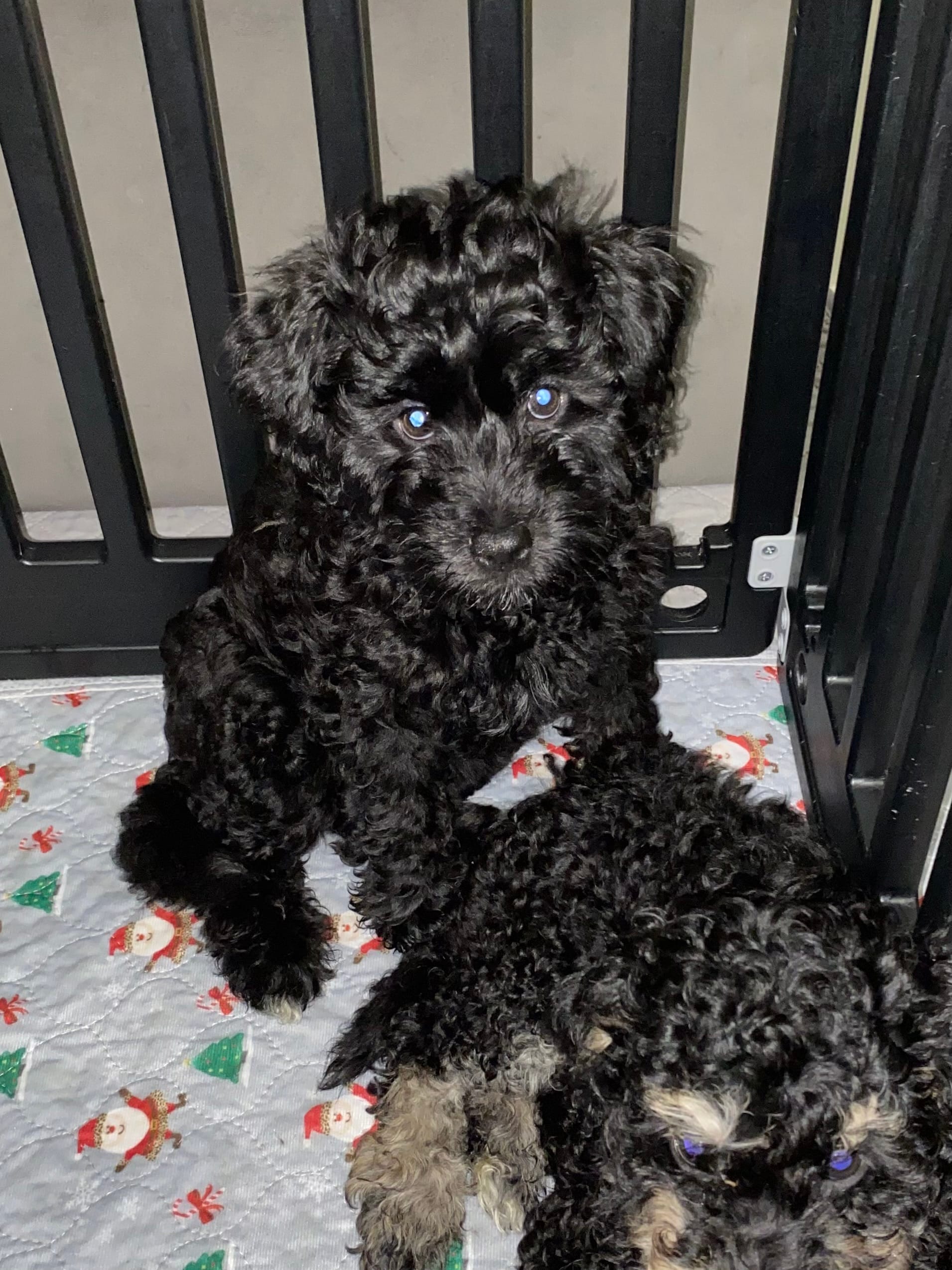 Arlene – Miniature Bernedoodle, Miniature Aussiedoodle puppy for sale in Emmaus, PA