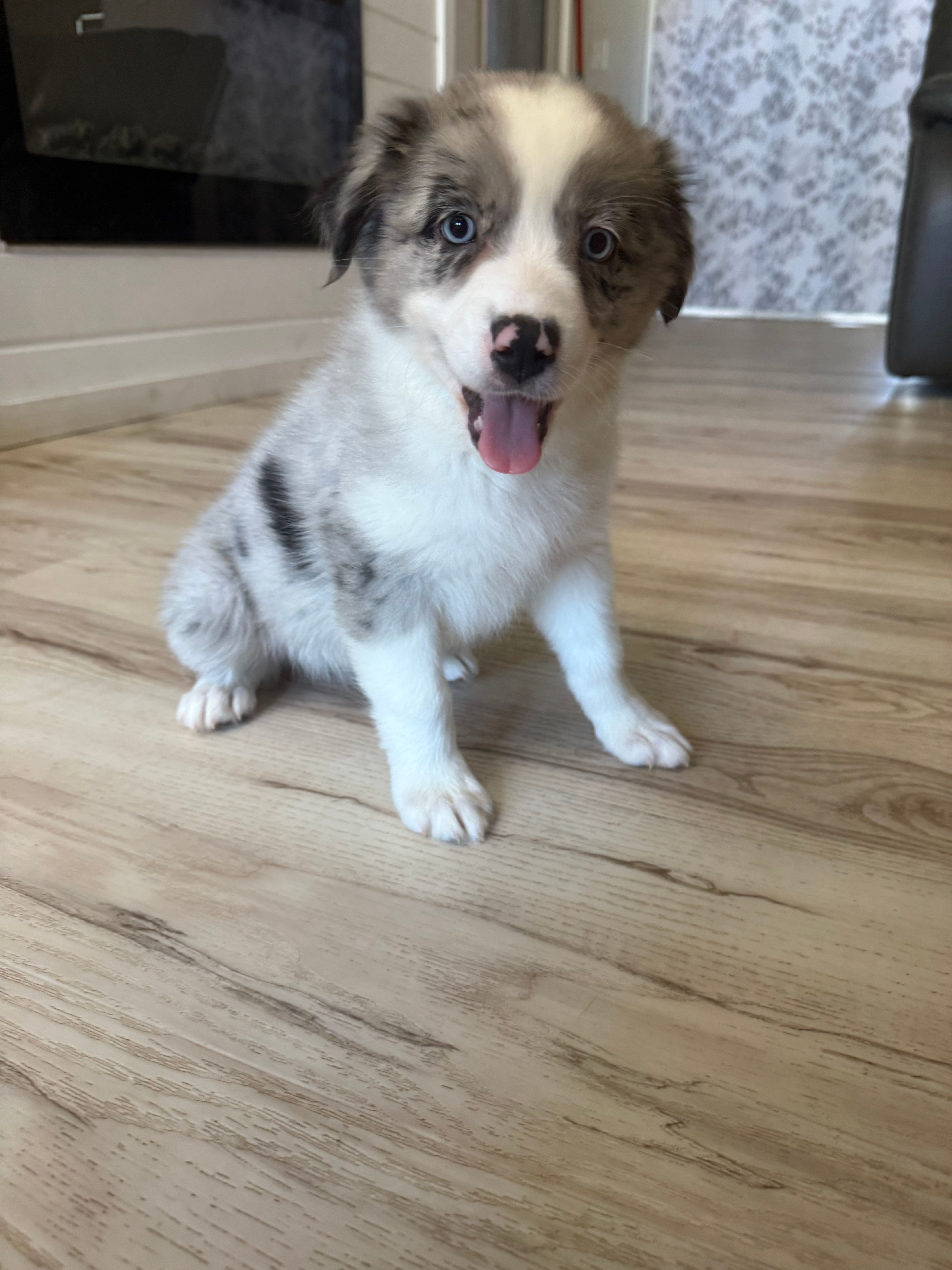Guinness – Australian Shepherd puppy for sale in Brooksville, FL