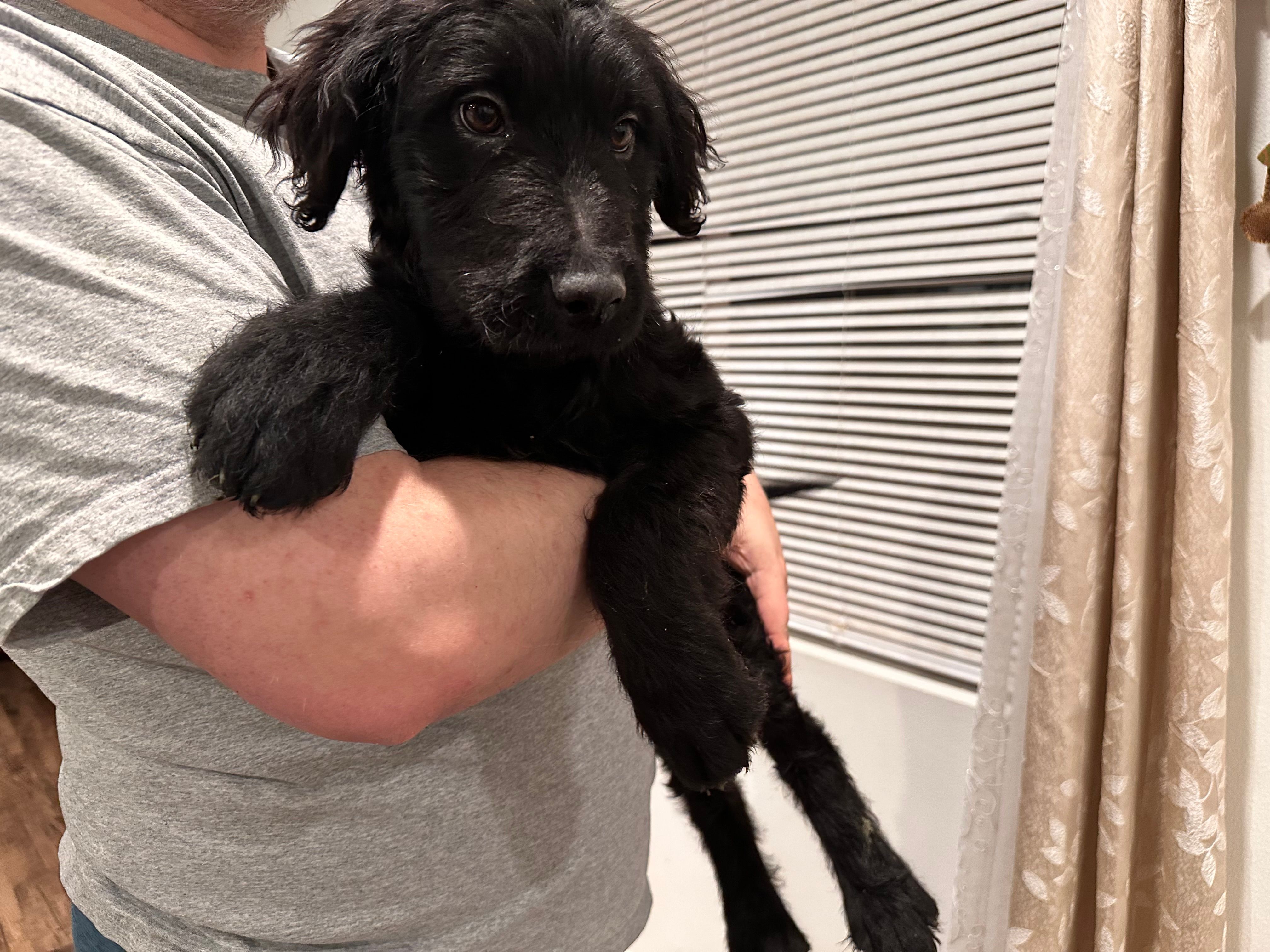 Jet – Chinese Shar-Pei, Poodle - Standard  puppy for sale in Calimesa, CA