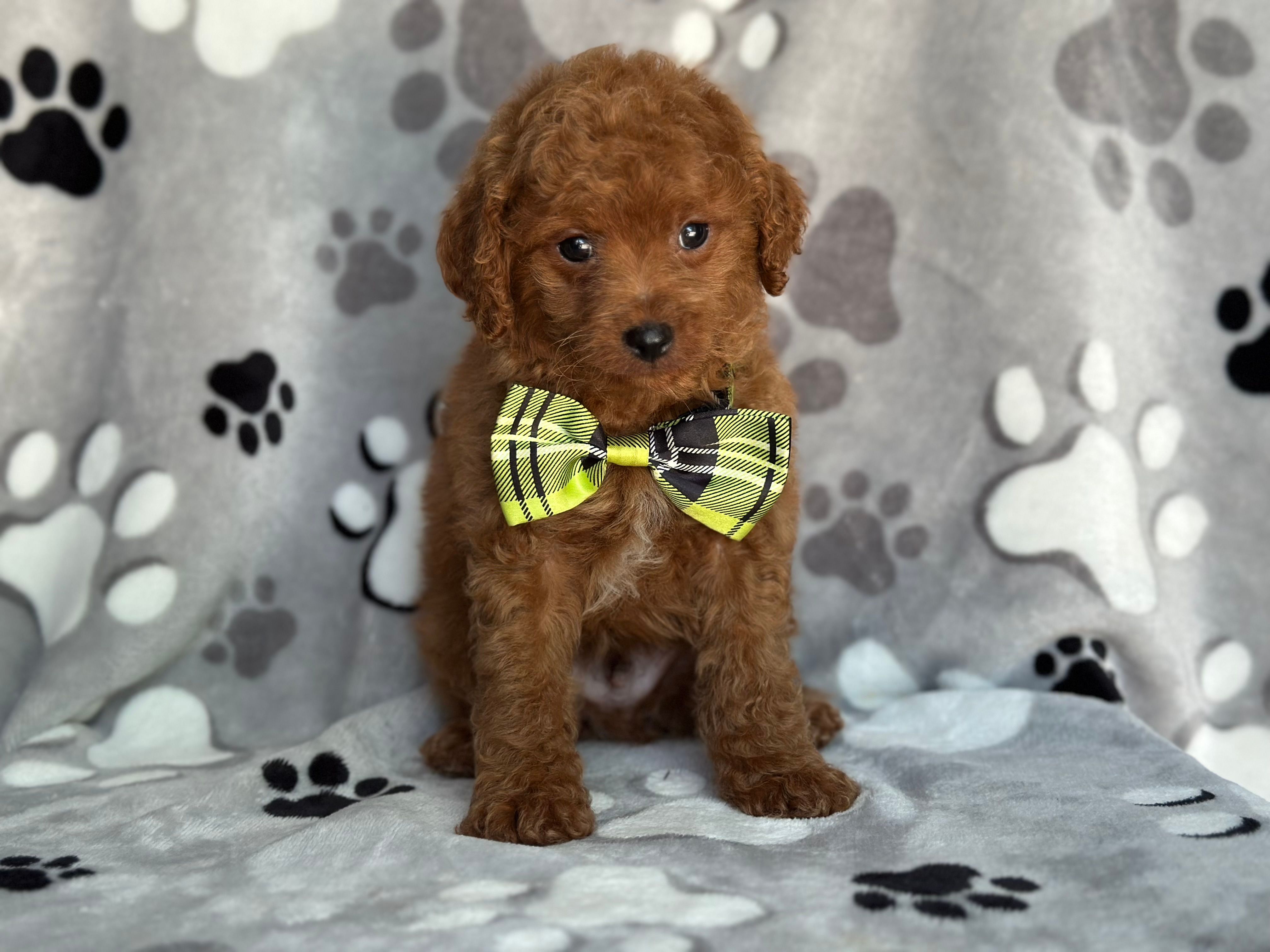 Jameson – Cavapoo, Poodle - Miniature  puppy for sale in Davenport, FL
