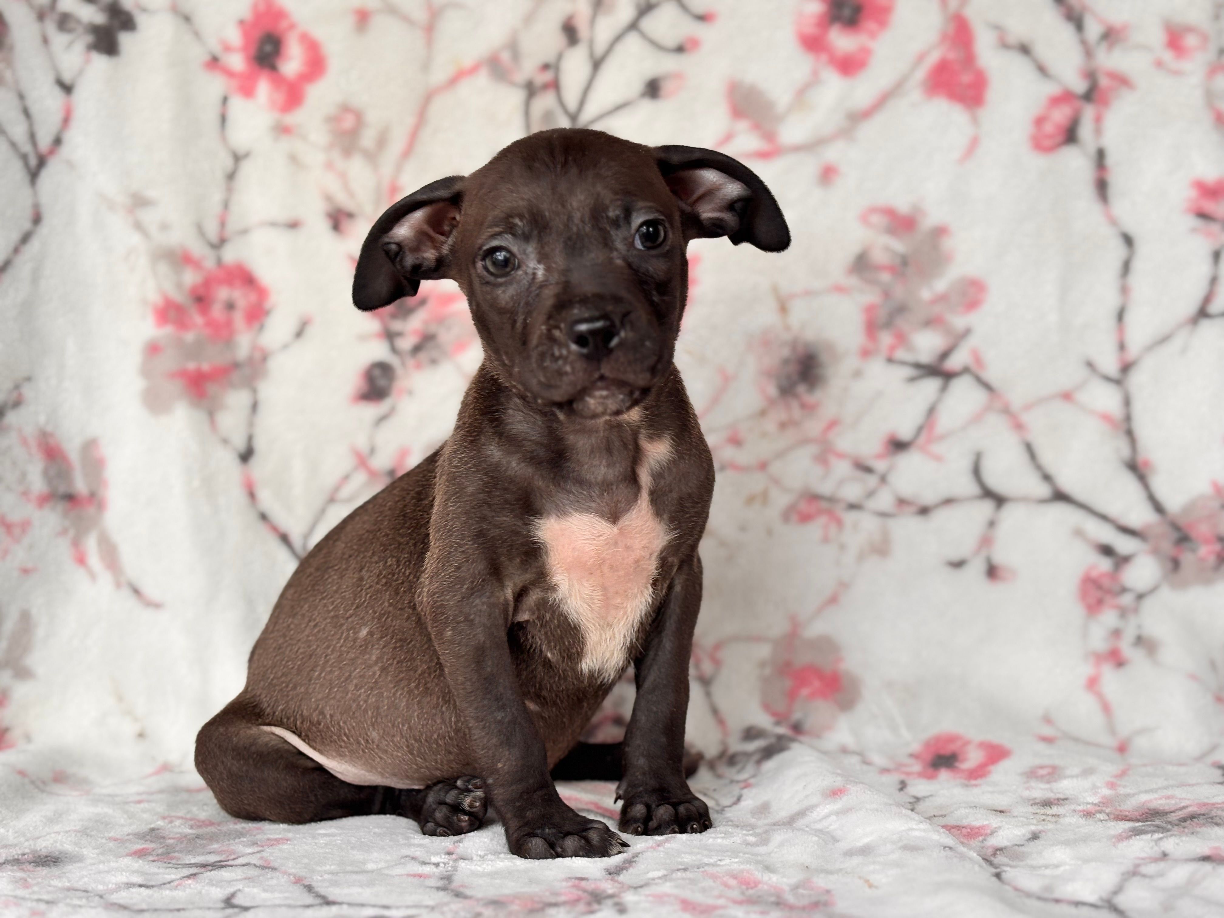 Butter – American Pit Bull Terrier, Black Mouth Cur puppy for sale in Davenport, FL