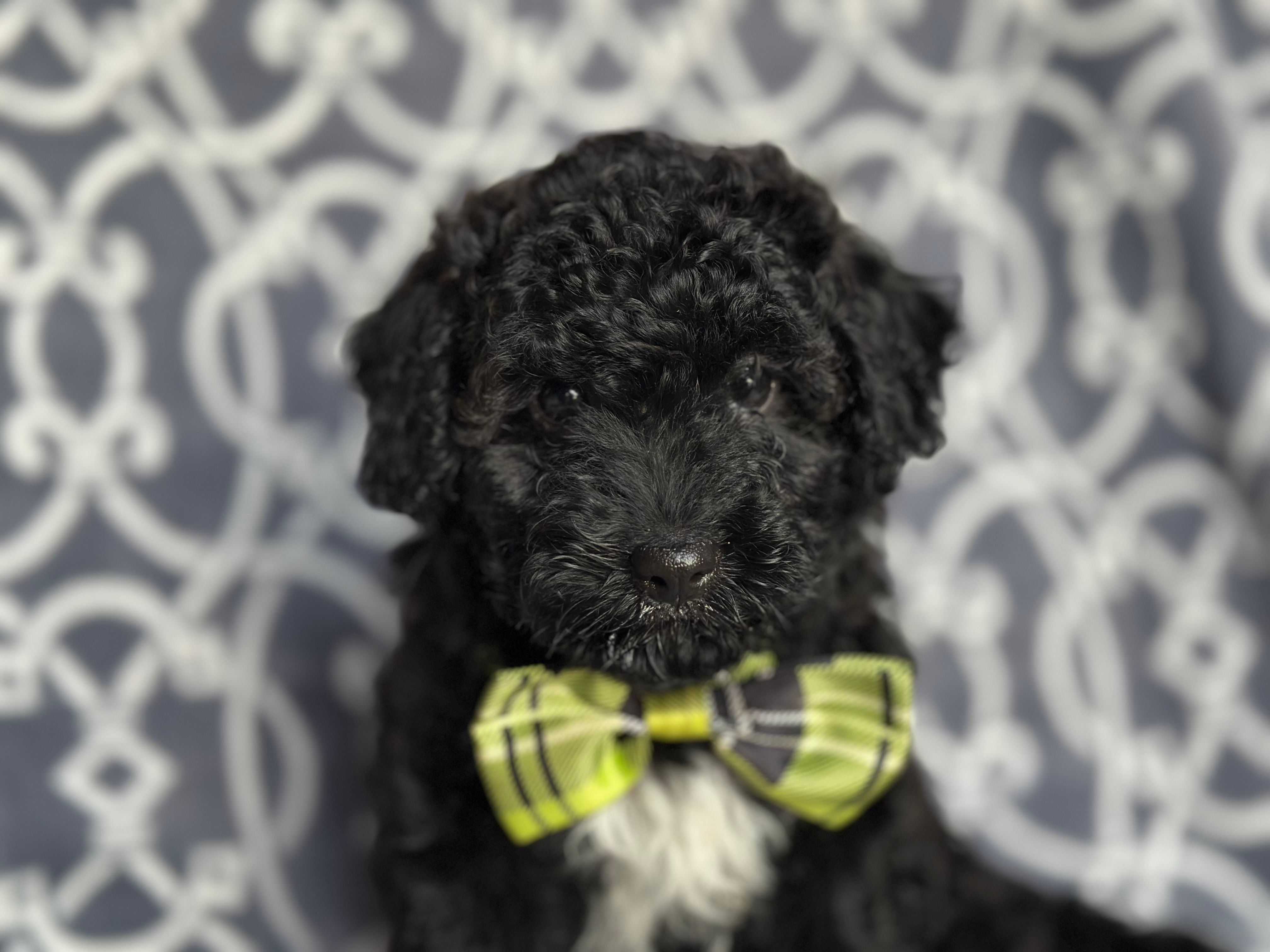 Socks  – Poodle - Miniature , Havapoo puppy for sale in Davenport, FL