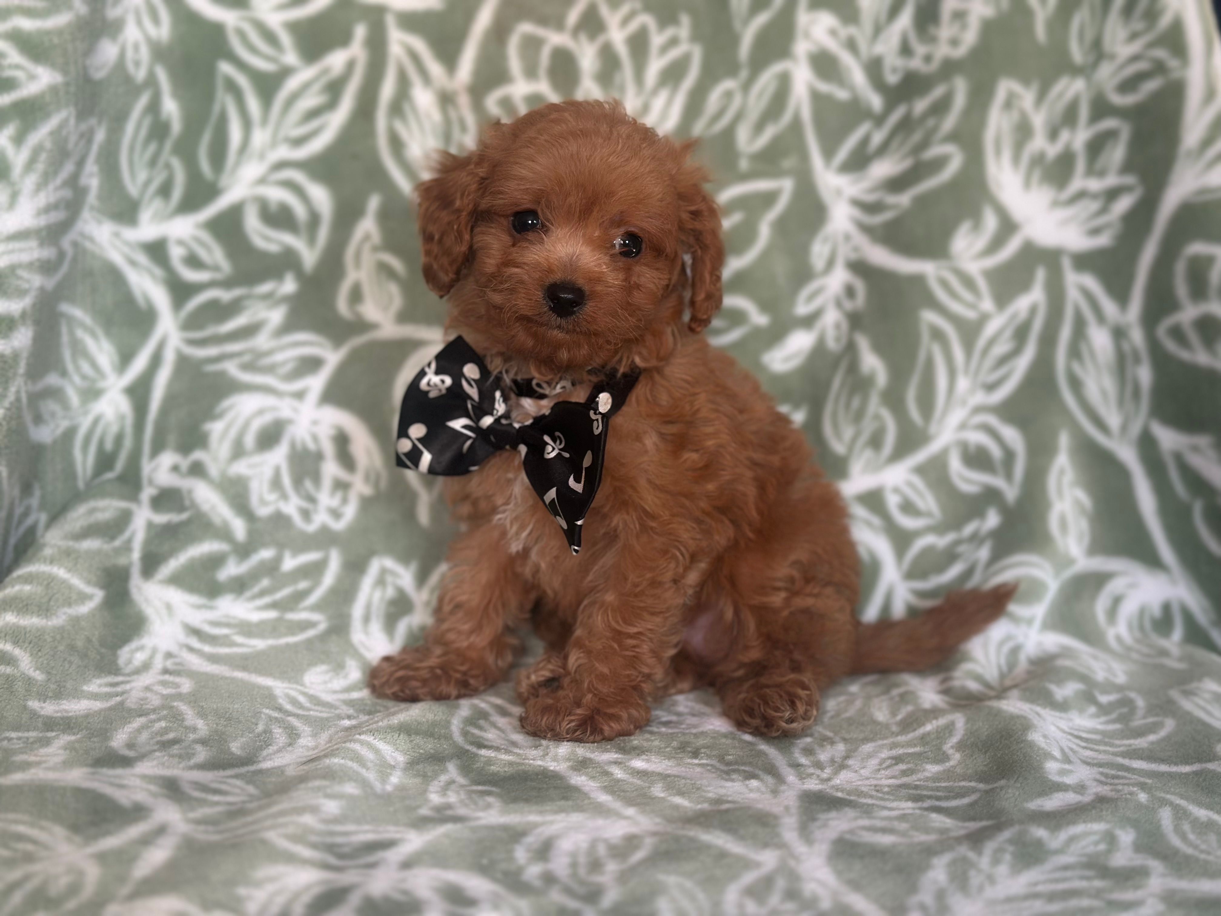 Luke – Cavapoo, Poodle - Miniature  puppy for sale in Davenport, FL