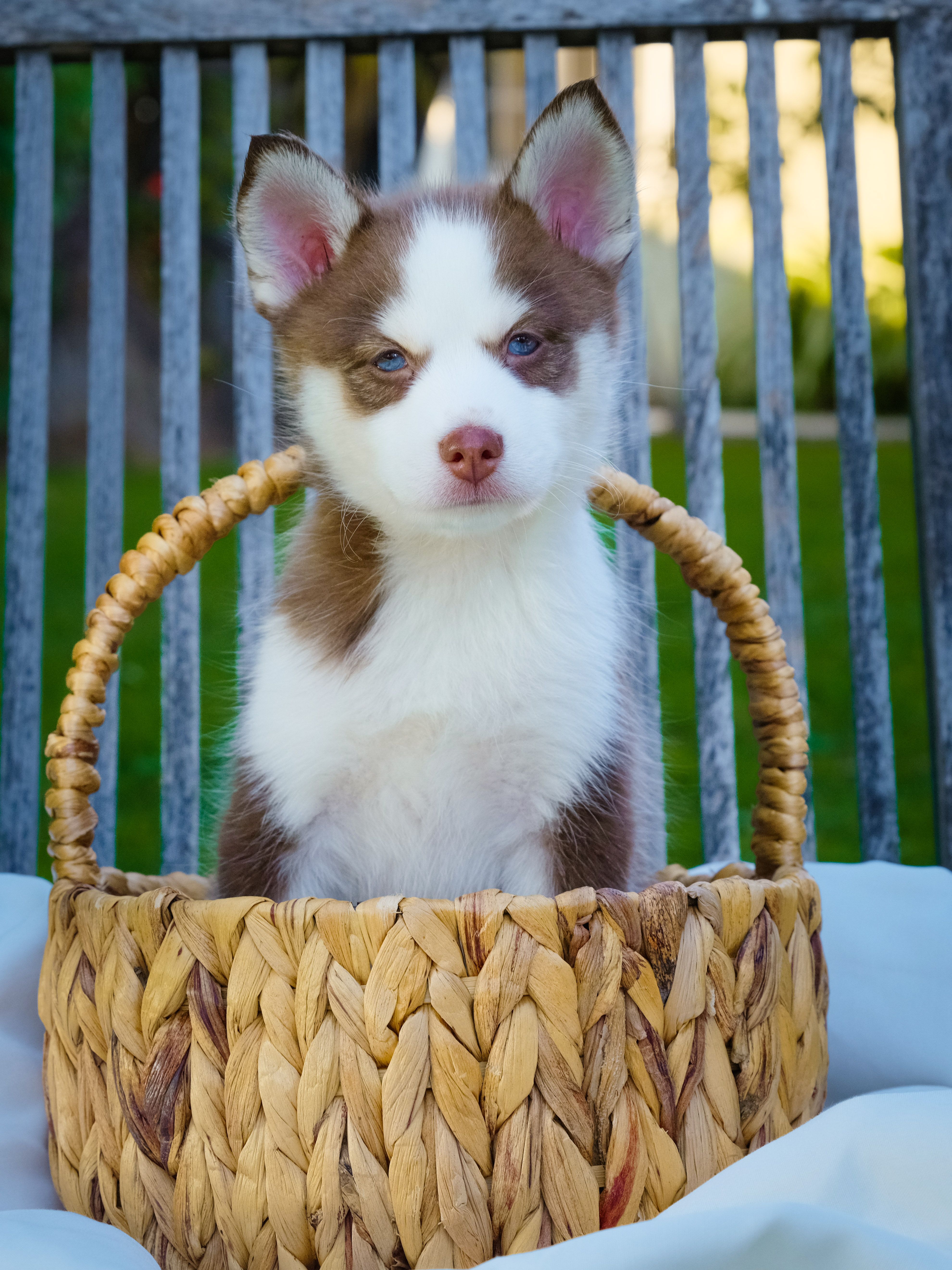Atreyu – Pomsky puppy for sale in Los Angeles, CA