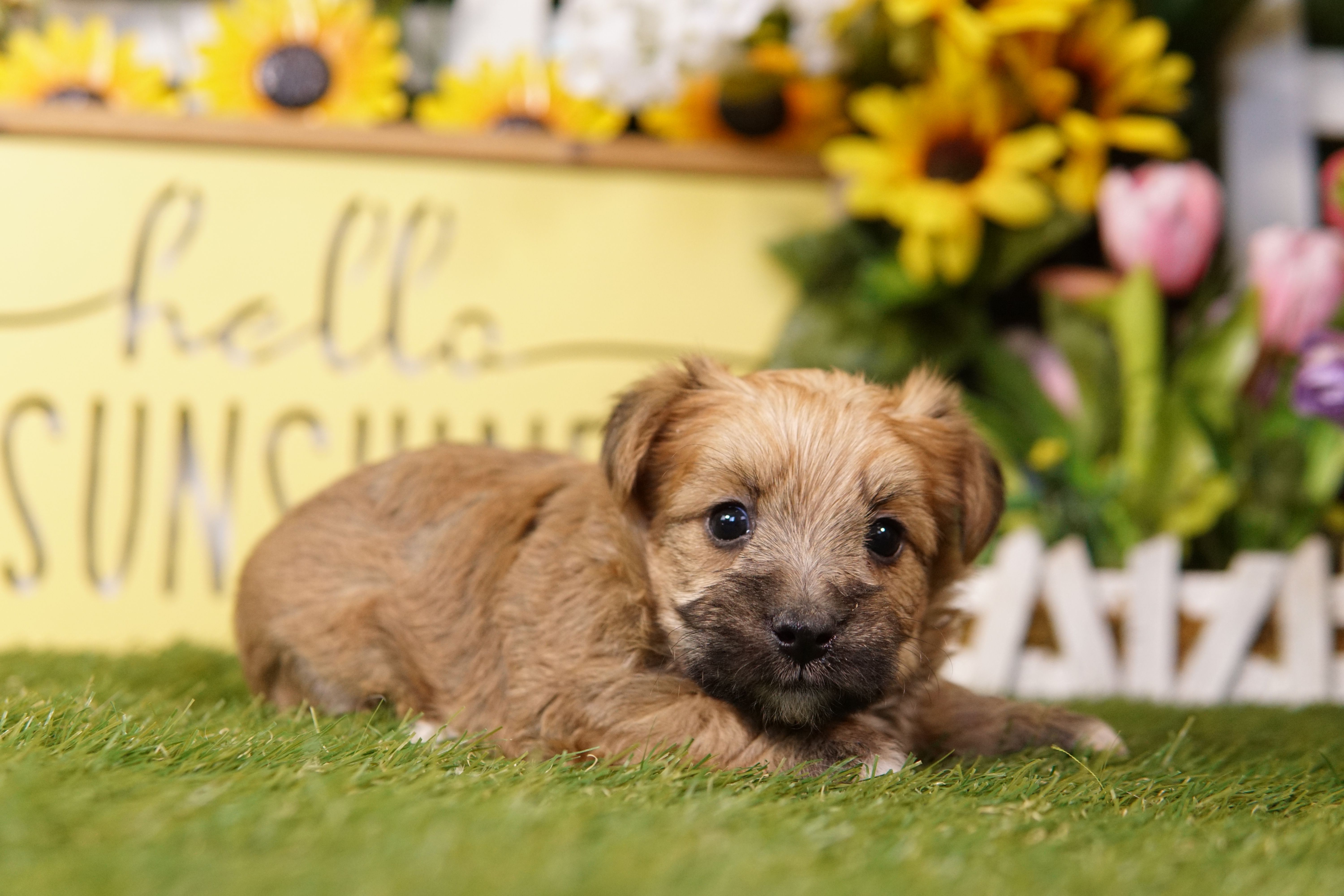 Left – Yorkipoo puppy for sale in Lake Mills, IA