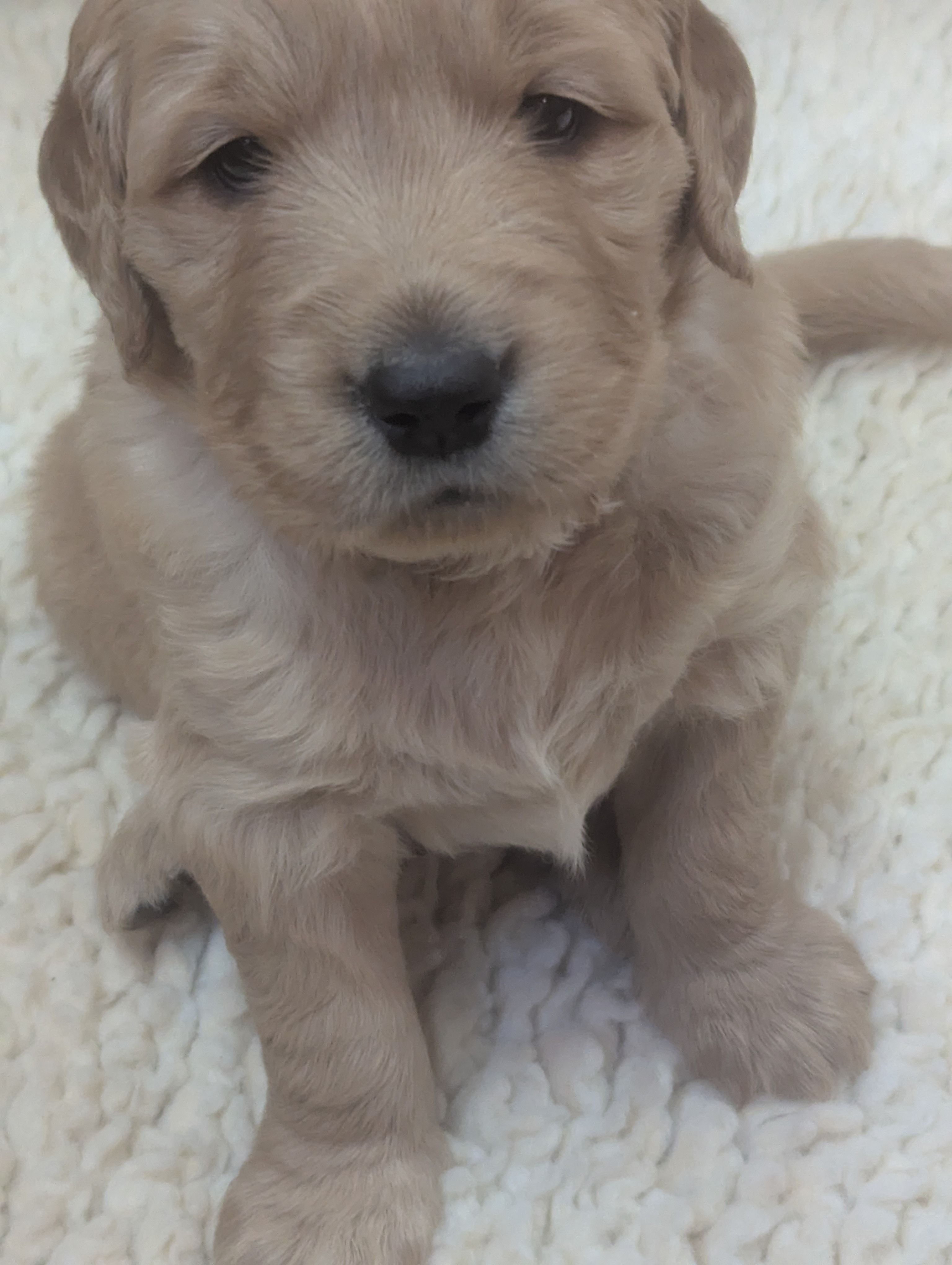 Male Golden Retriever  – Golden Retriever puppy for sale in Faribault, MN