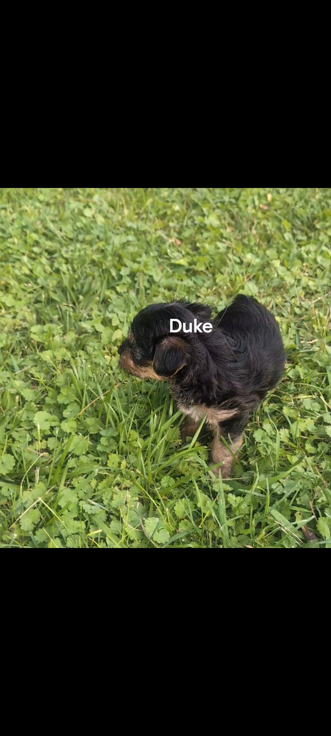 Duke – Yorkshire Terrier puppy for sale in Lutts, TN