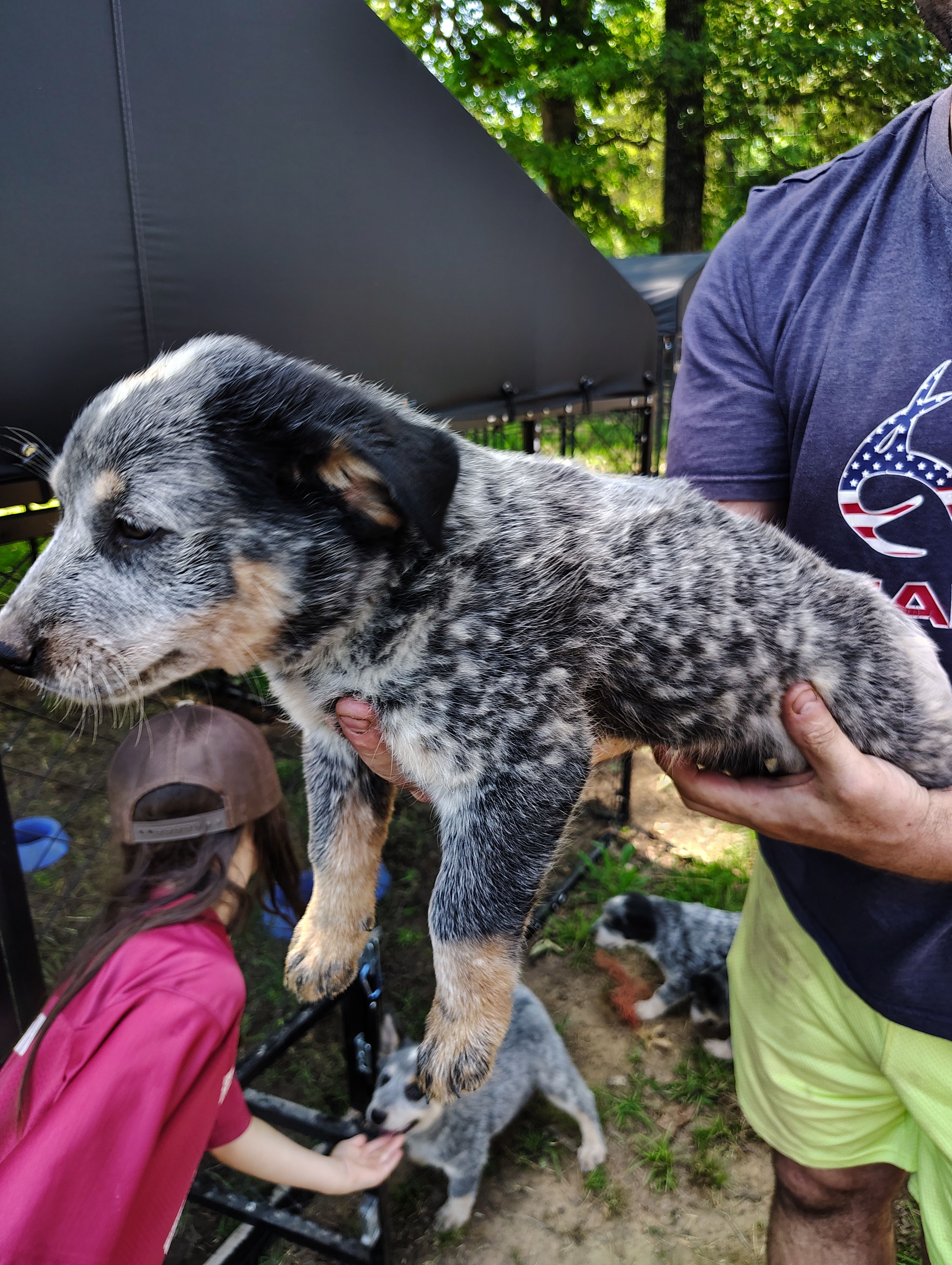 Lucky – Australian Cattle Dog, Australian Shepherd puppy for sale in Centreville, AL