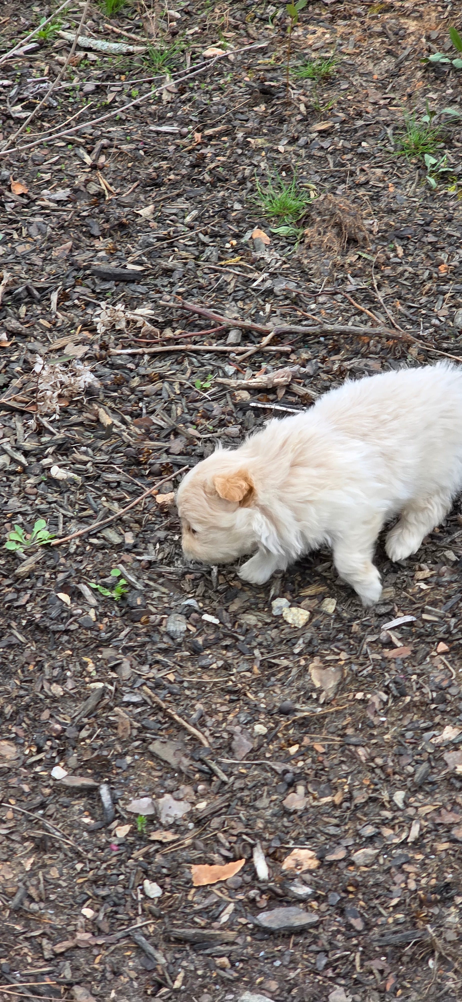 L#2 – Shiranian puppy for sale in Braselton, GA